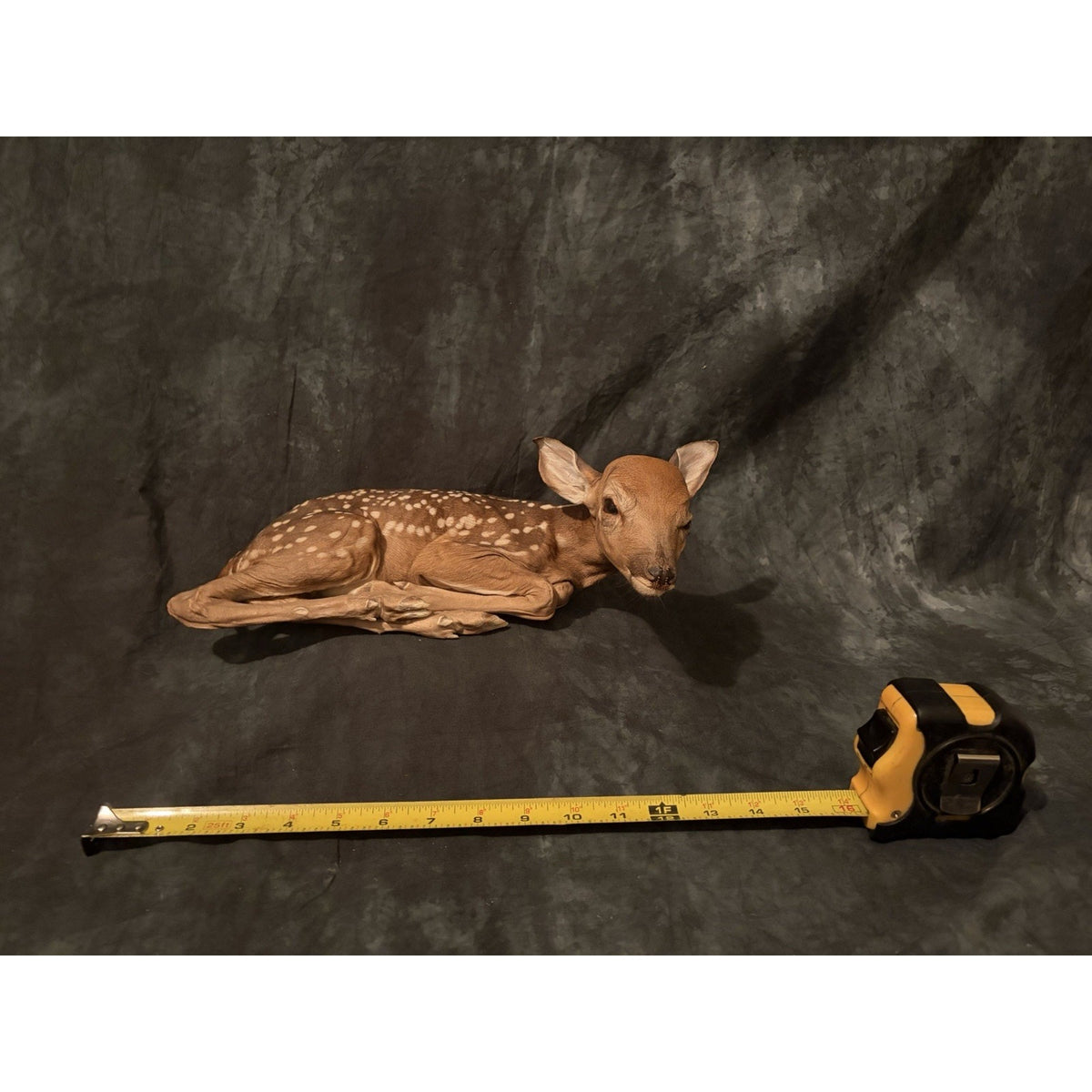 FHBRAD739 - Fawn Lifesize Taxidermy Mount Baby Deer