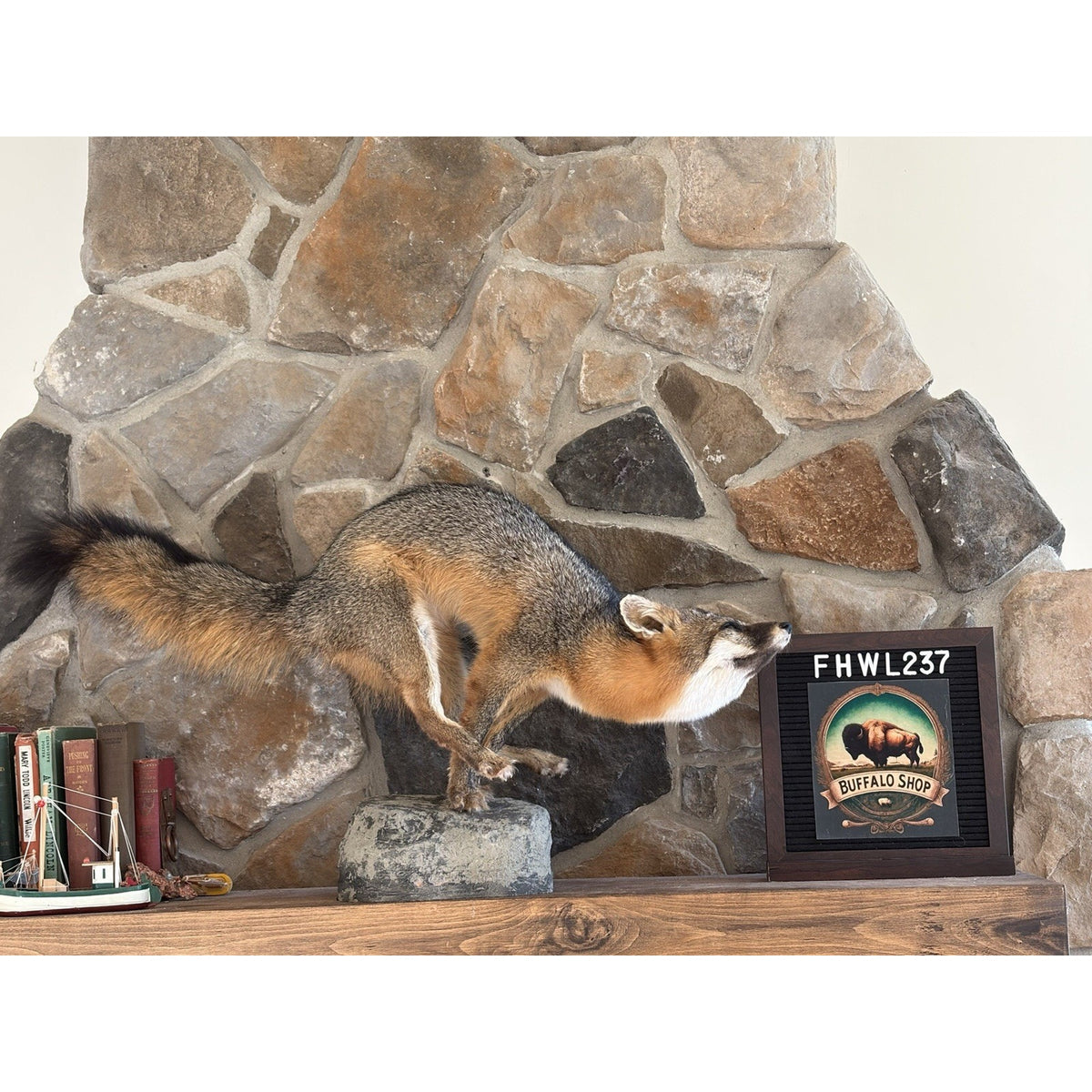 FHWL237- Grey Fox Taxidermy Full Body Mount Cabin Camp Man Cave