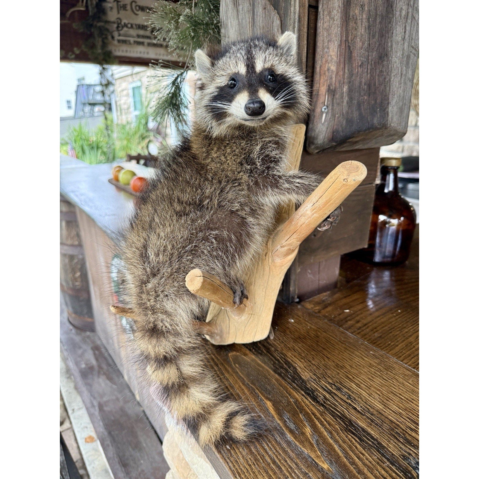 FHBD0826R - Baby Raccoon Taxidermy Mount On Log