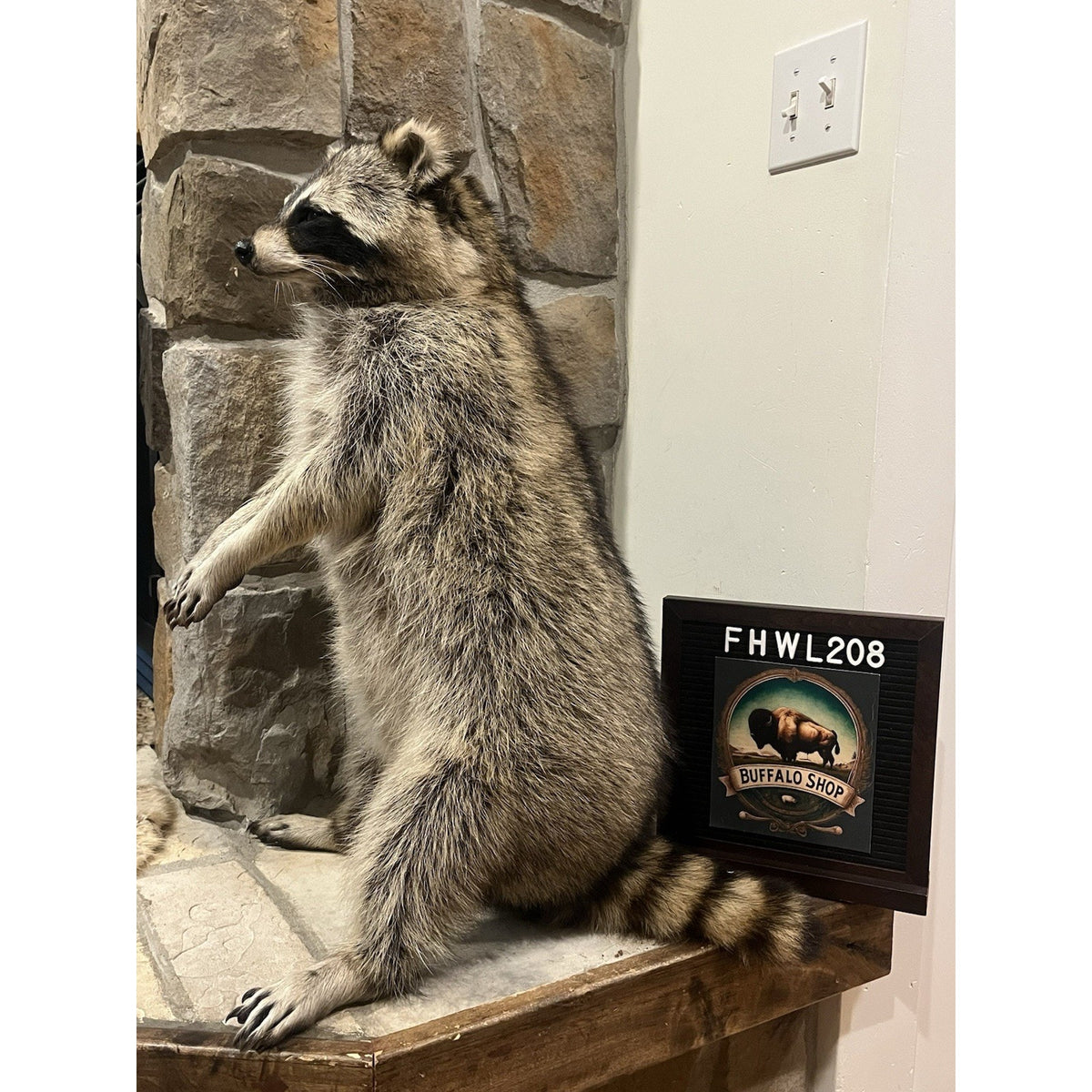 FHWL208 -premium Fat Raccoon Taxidermy Mount