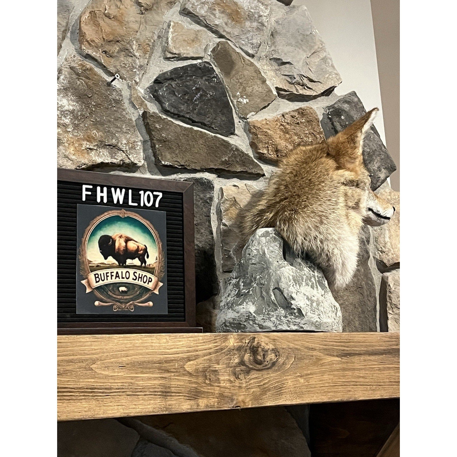 FHWL107 - Coyote Shoulder Museum Quality mount Taxidermy