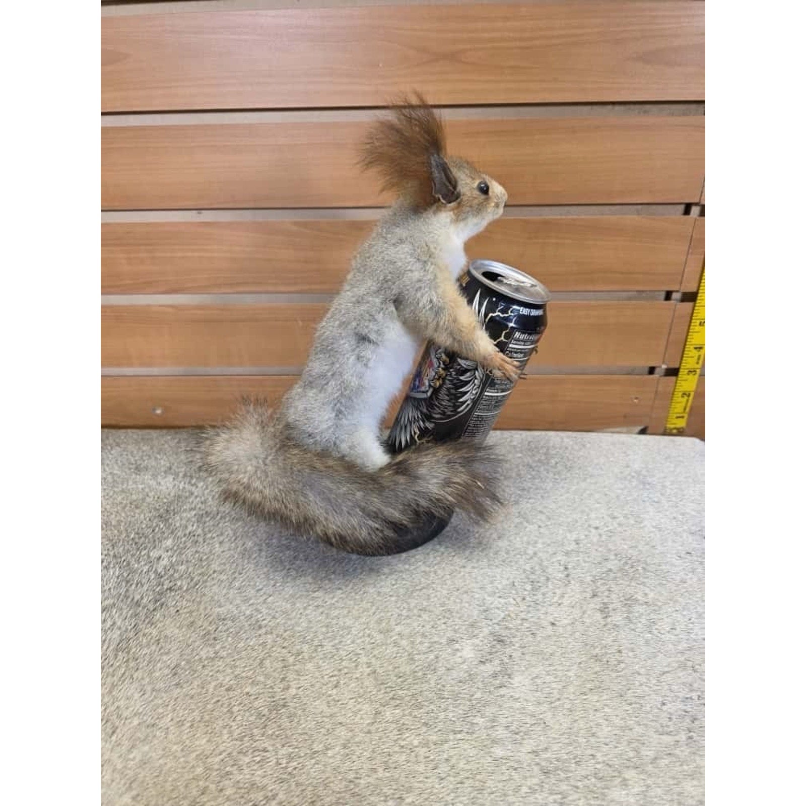 JTV249 - Vintage eurasian Squirel Taxidermy Mount