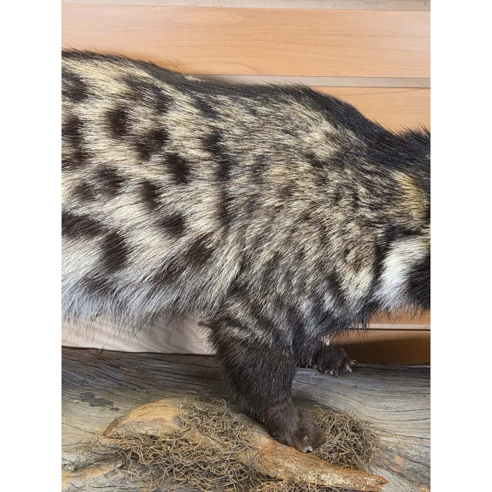 FHCM55 - African Civet Full Body Taxidermy Mount