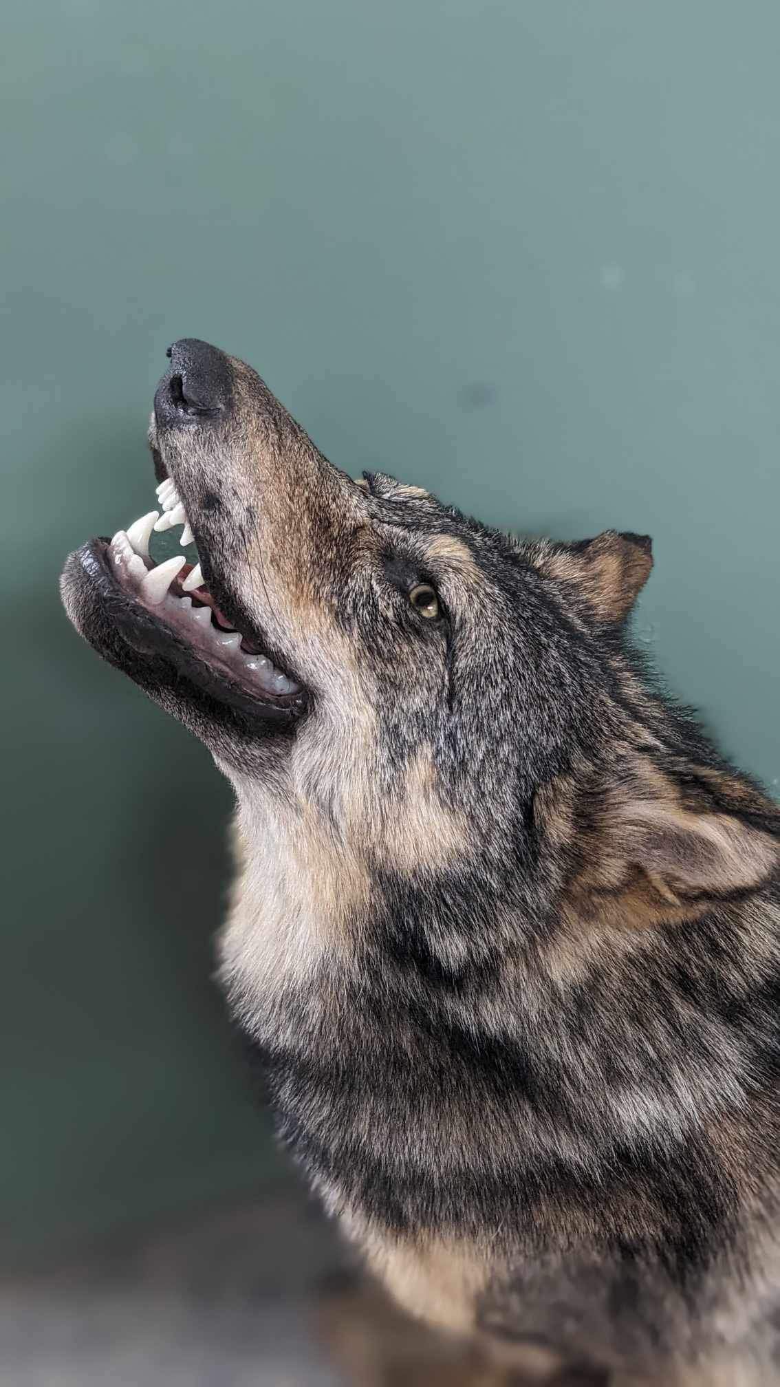 Alaskan wolf howling full body taxidermy mount