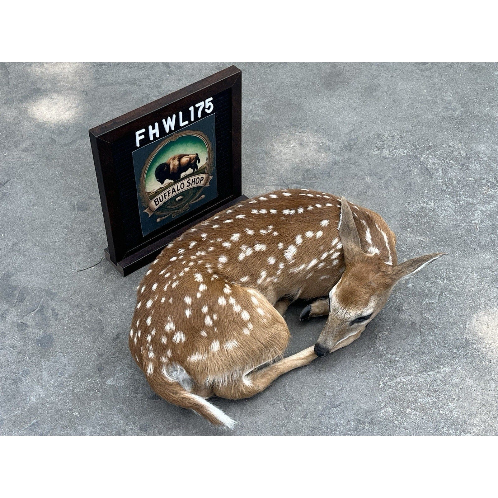 FHWL175 - Fawn Deer Taxidermy Mount