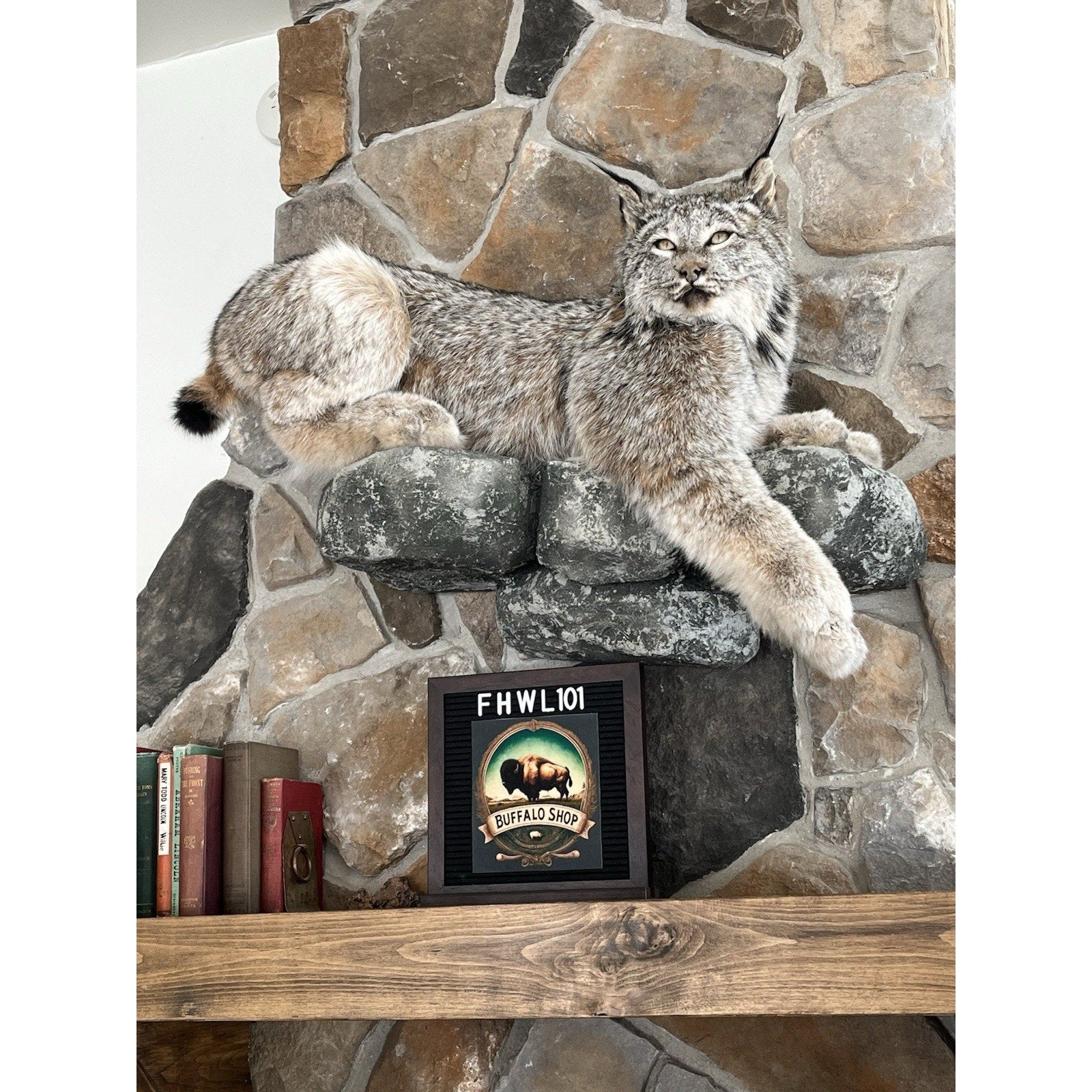 FHWL101 - Alaskan Lynx Taxidermy Full Body Mount Prime Fur