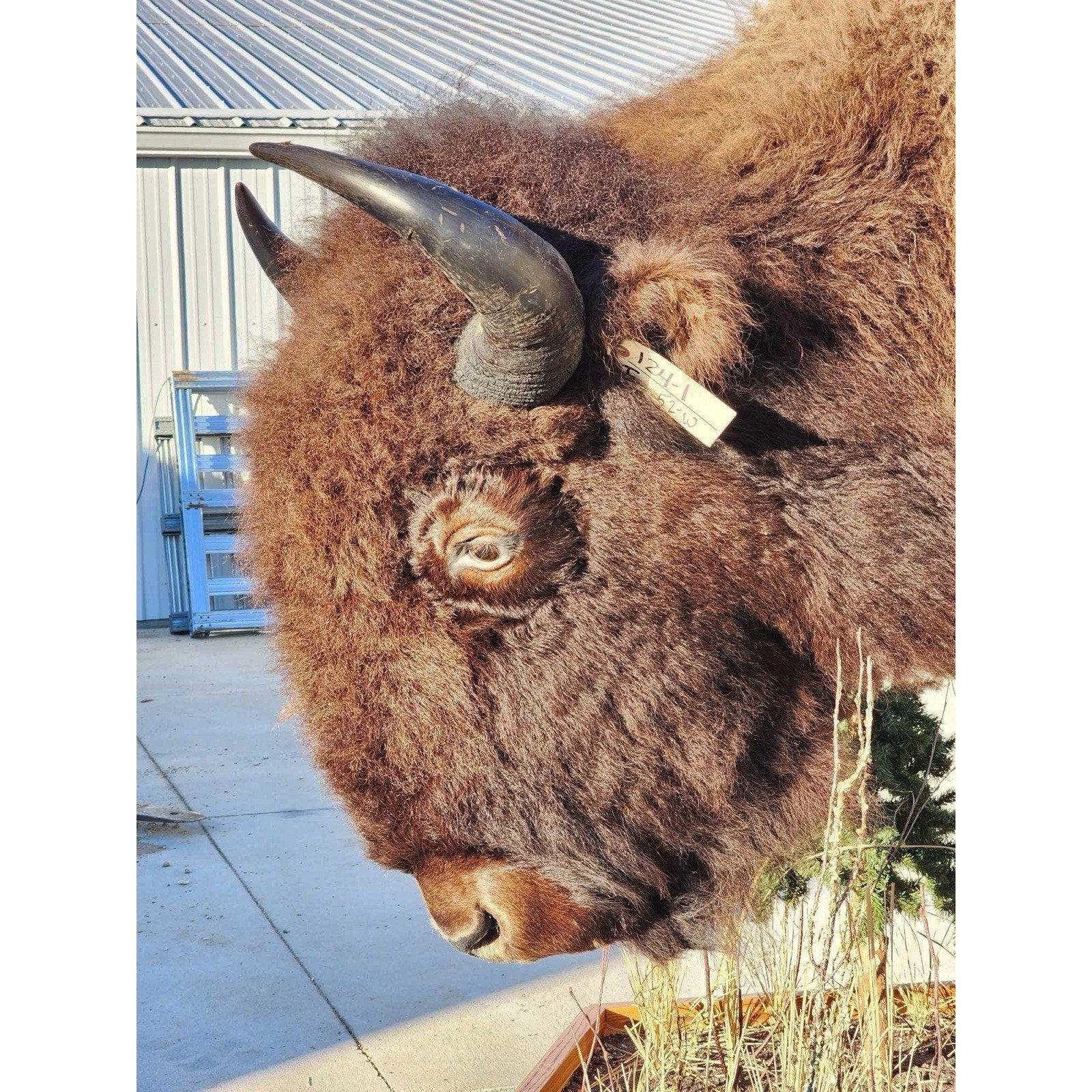 FHCM775 - Massive Buffalo Bison Taxidermy Half mount Bull