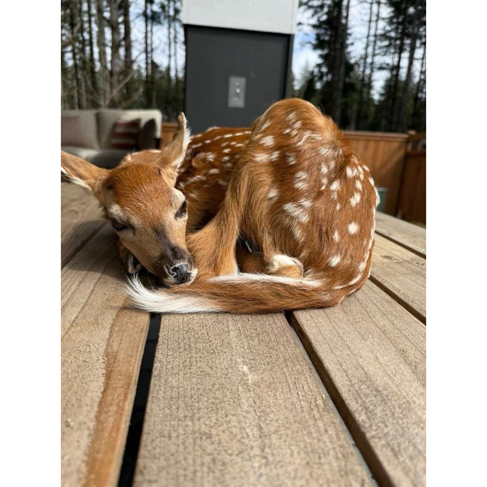 FHWAF2 - Fawn Lifesize Taxidermy Mount
