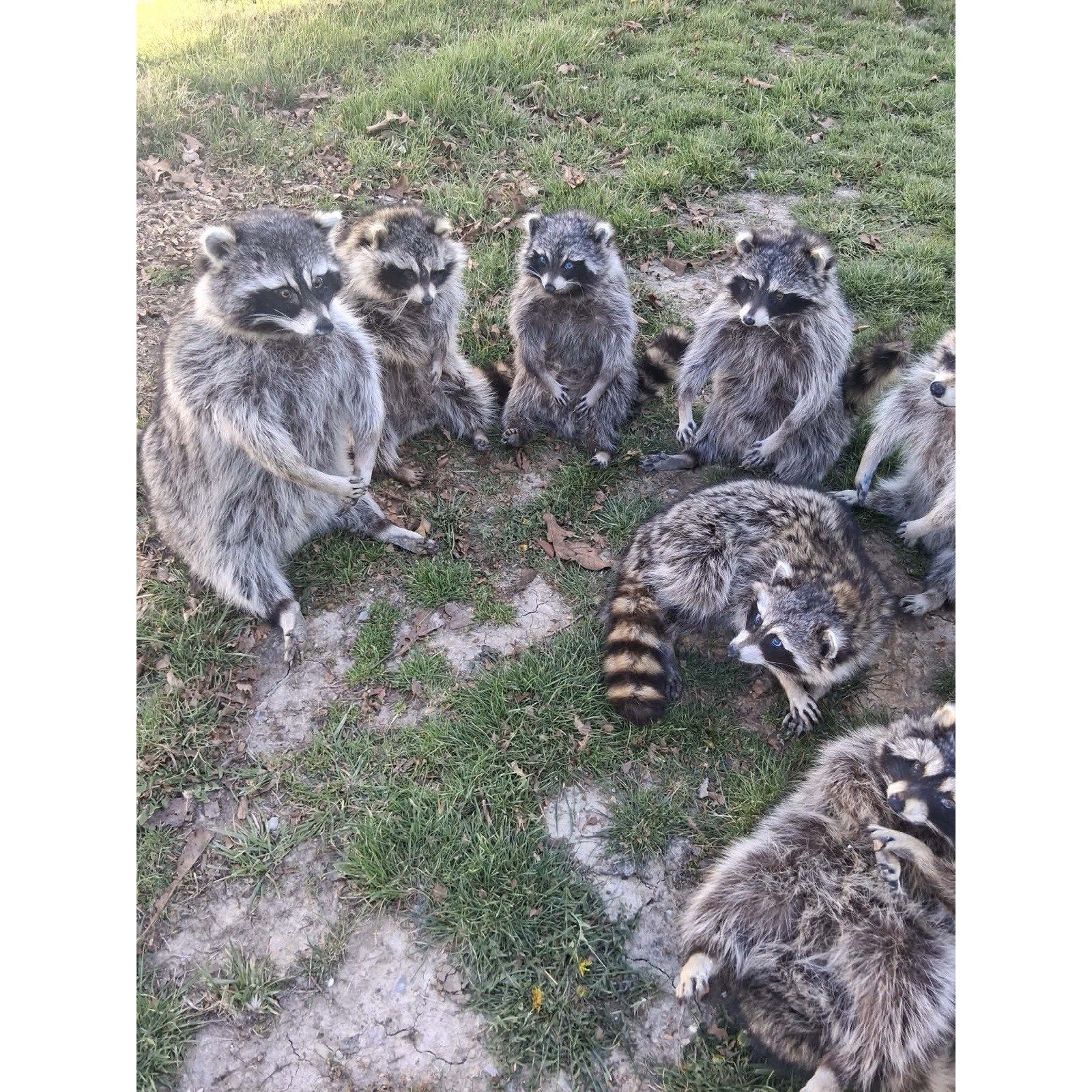 FHKIM279 - Raccoon Taxidermy Mount