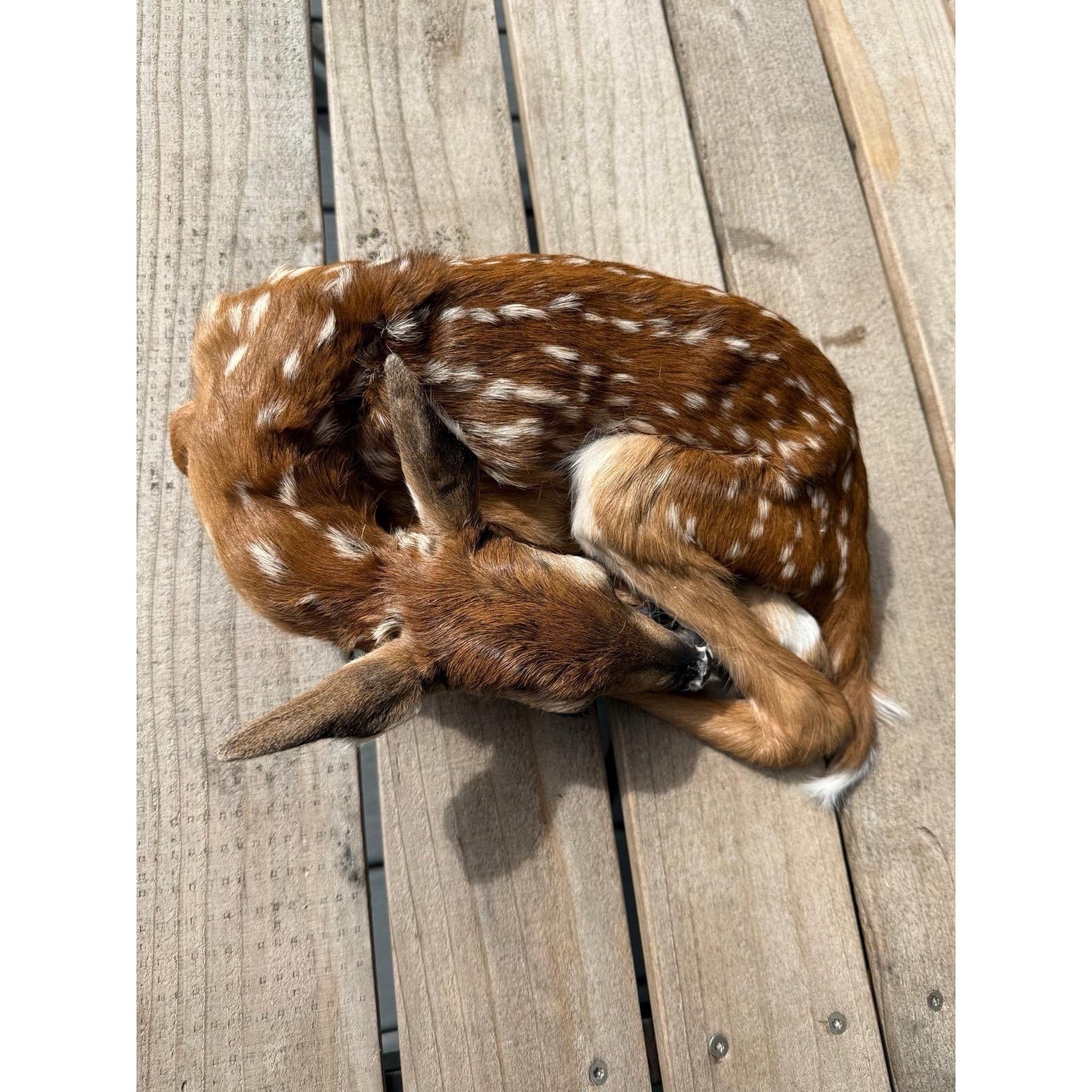 FHWAF3 - Fawn Lifesize Taxidermy Mount