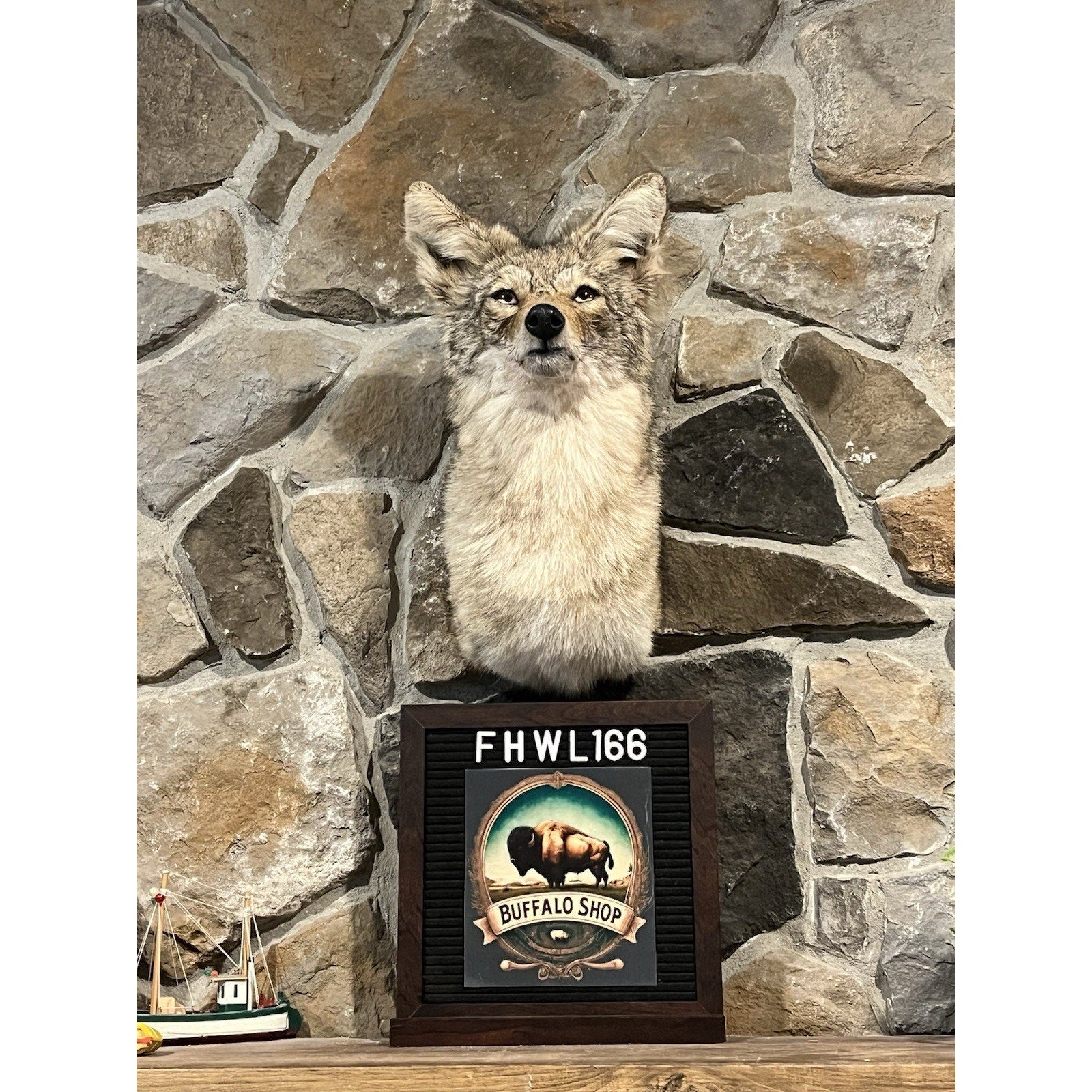 FHWL166 - Coyote Shoulder Museum Quality mount Taxidermy
