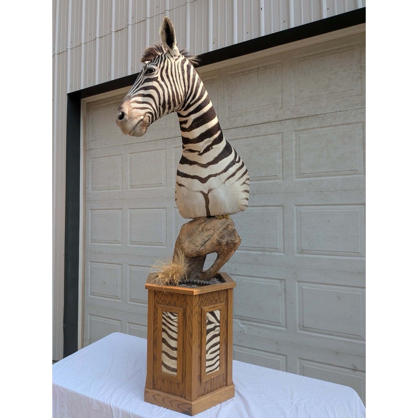FHPATZE1- RARE Zebra Taxidermy Mount Free Shipping