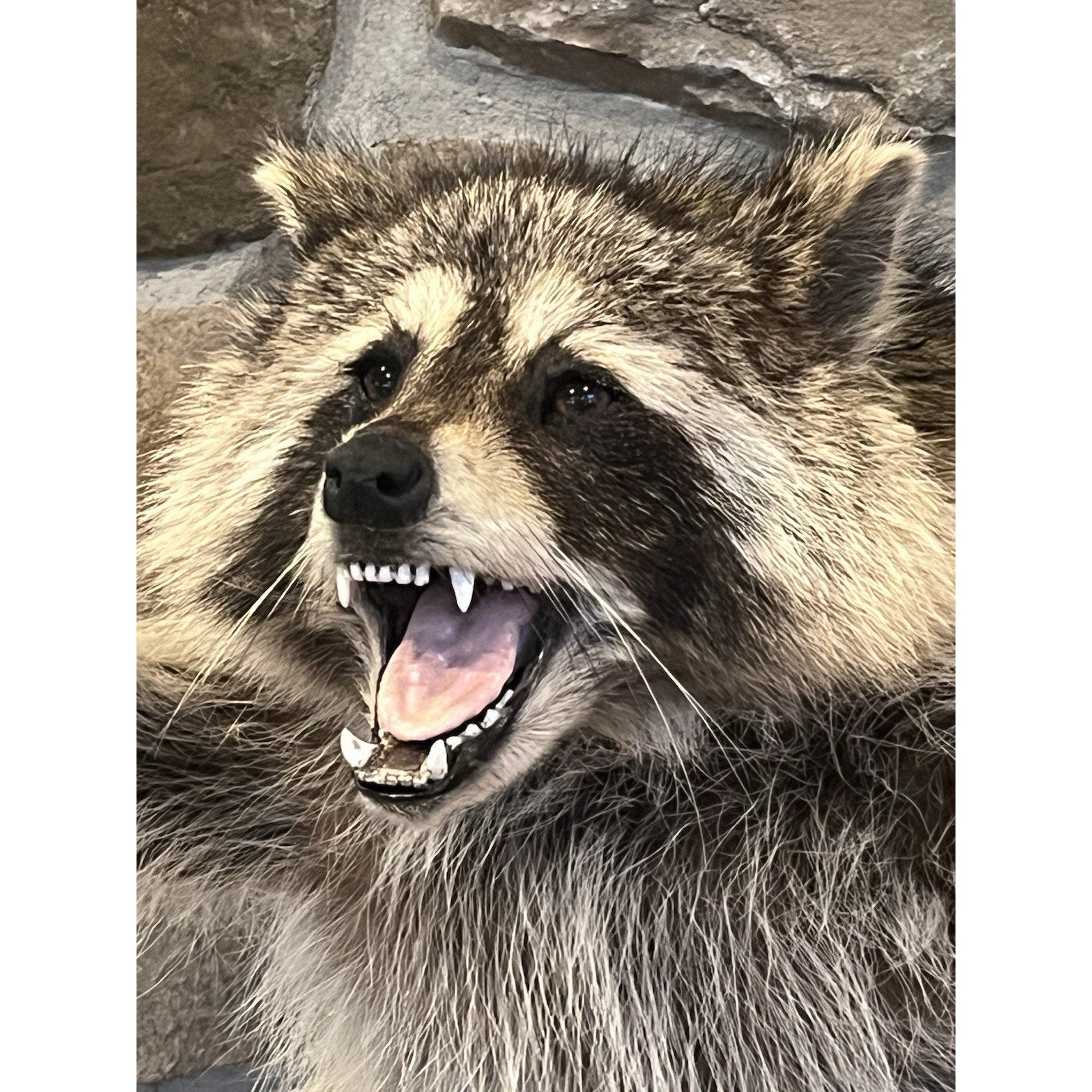FHWL185 -premium Fat Raccoon Taxidermy Mount