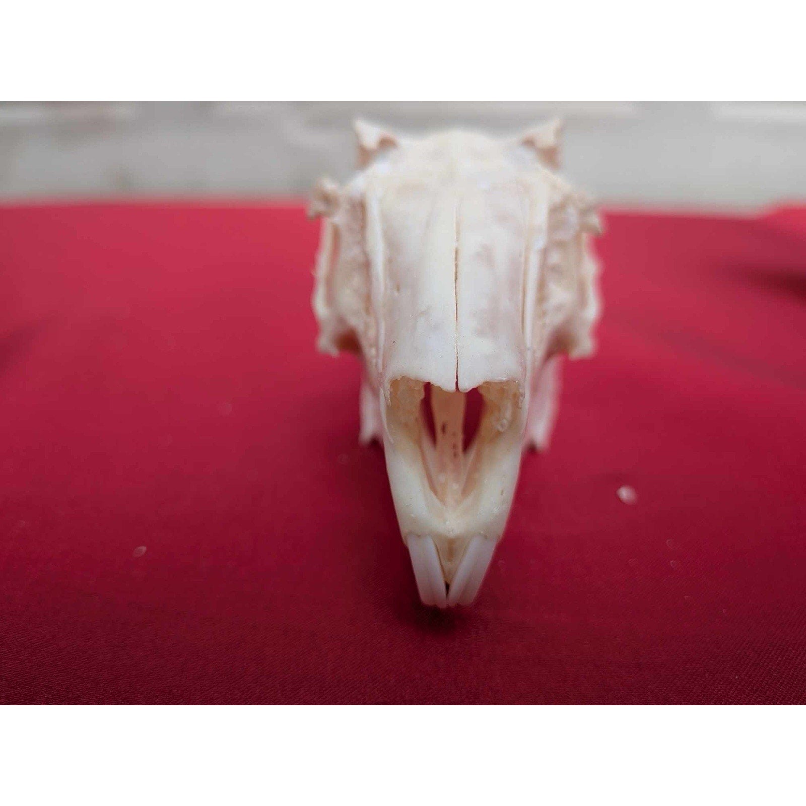 FHPAT83 - Real White-Tailed Jackrabbit Skull - Lepus townsendii
