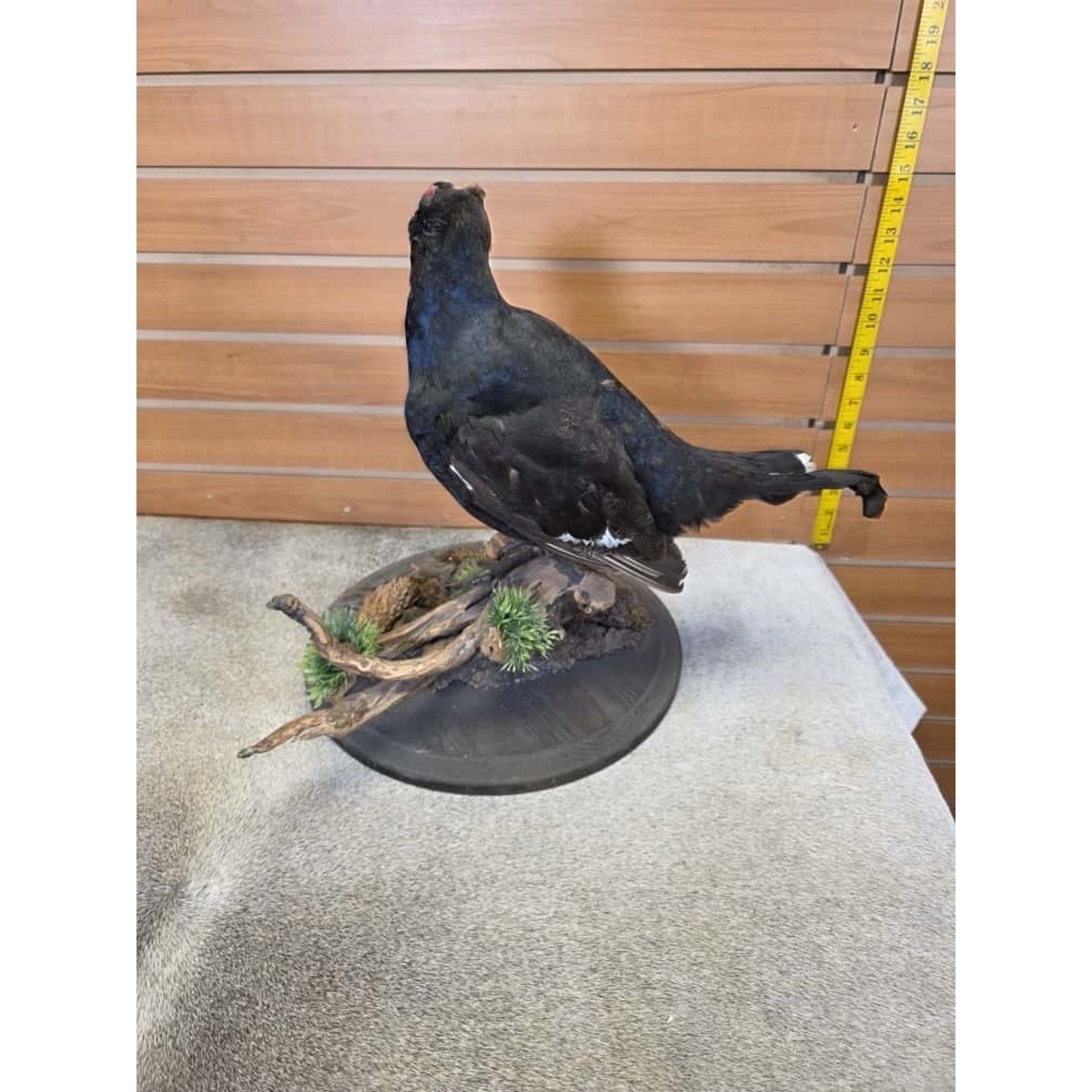 JTV236 - Black Grouse Bird Taxidermy Mount