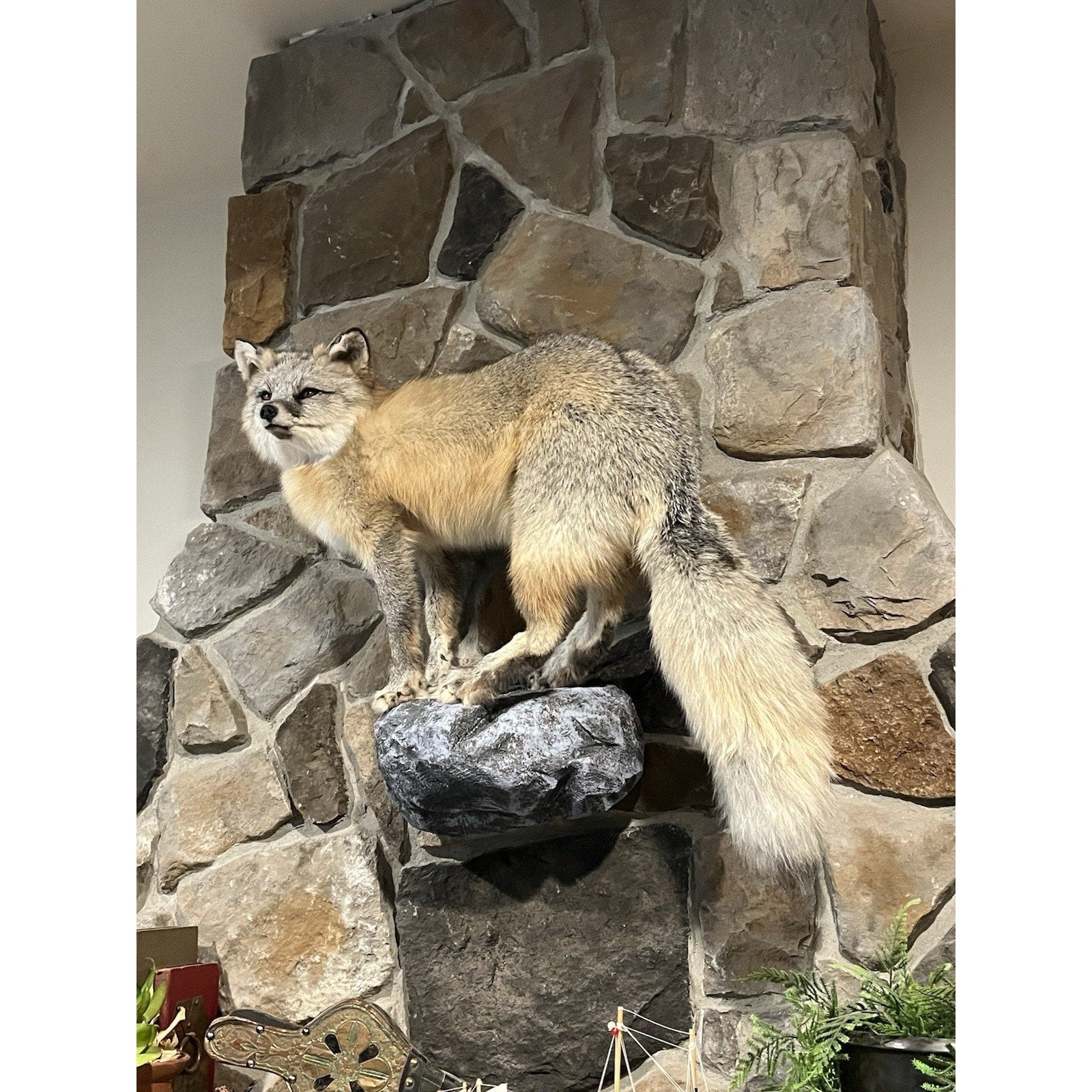 FHWL40 -museum Quality Ranch Fox Taxidermy mount