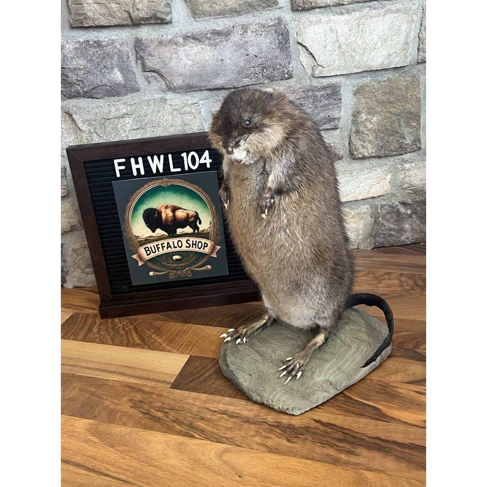 FHWL104 - Muskrat Museum Quality mount Taxidermy