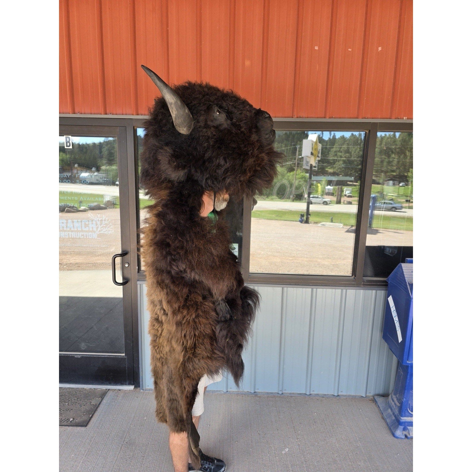 FHMASK1 - Real North American Buffalo / Bison mask/Headdress Taxidermy