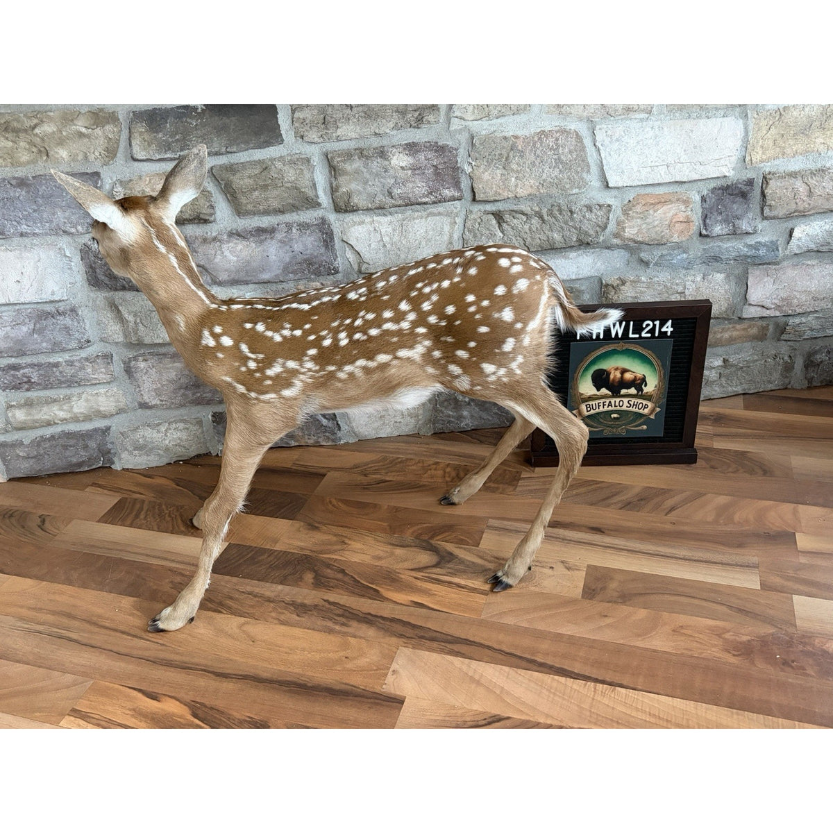 FHWL214 - Fawn Lifesize Taxidermy Mount Free Standing