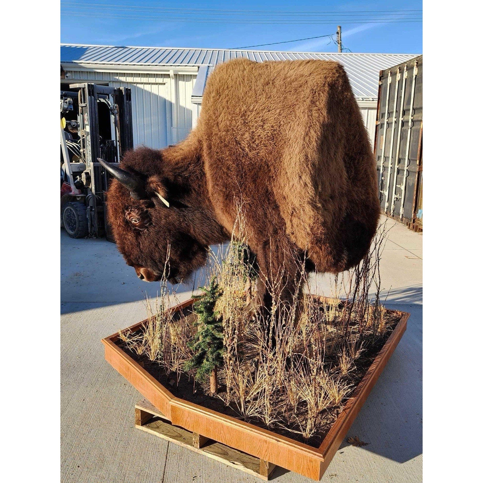 FHCM775 - Massive Buffalo Bison Taxidermy Half mount Bull