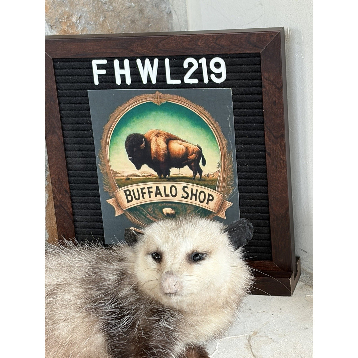 FHWL219 - Baby Opossum Taxidermy Full Body Mount