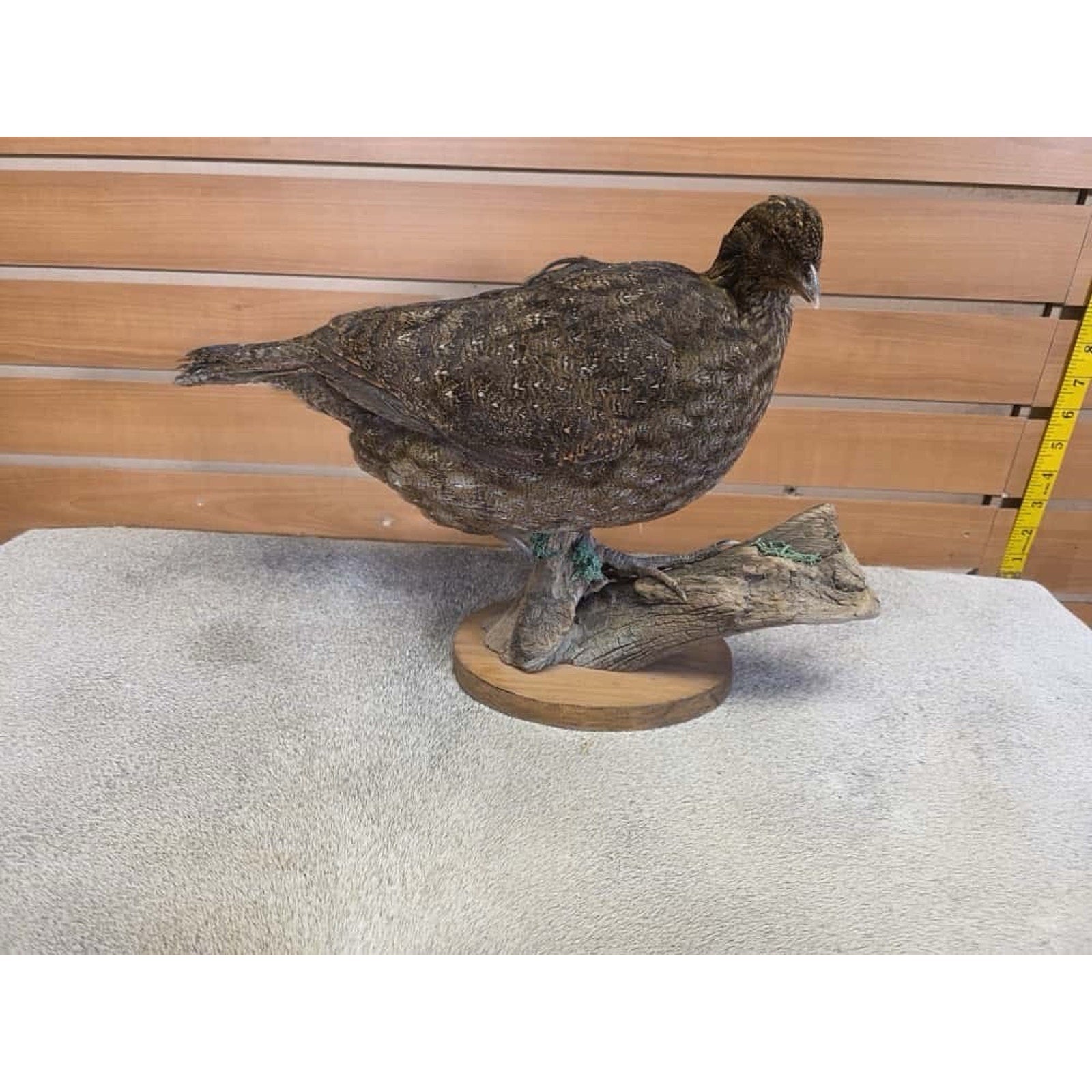 JTV252 - Temminck Tragopan hen Taxidermy Mount