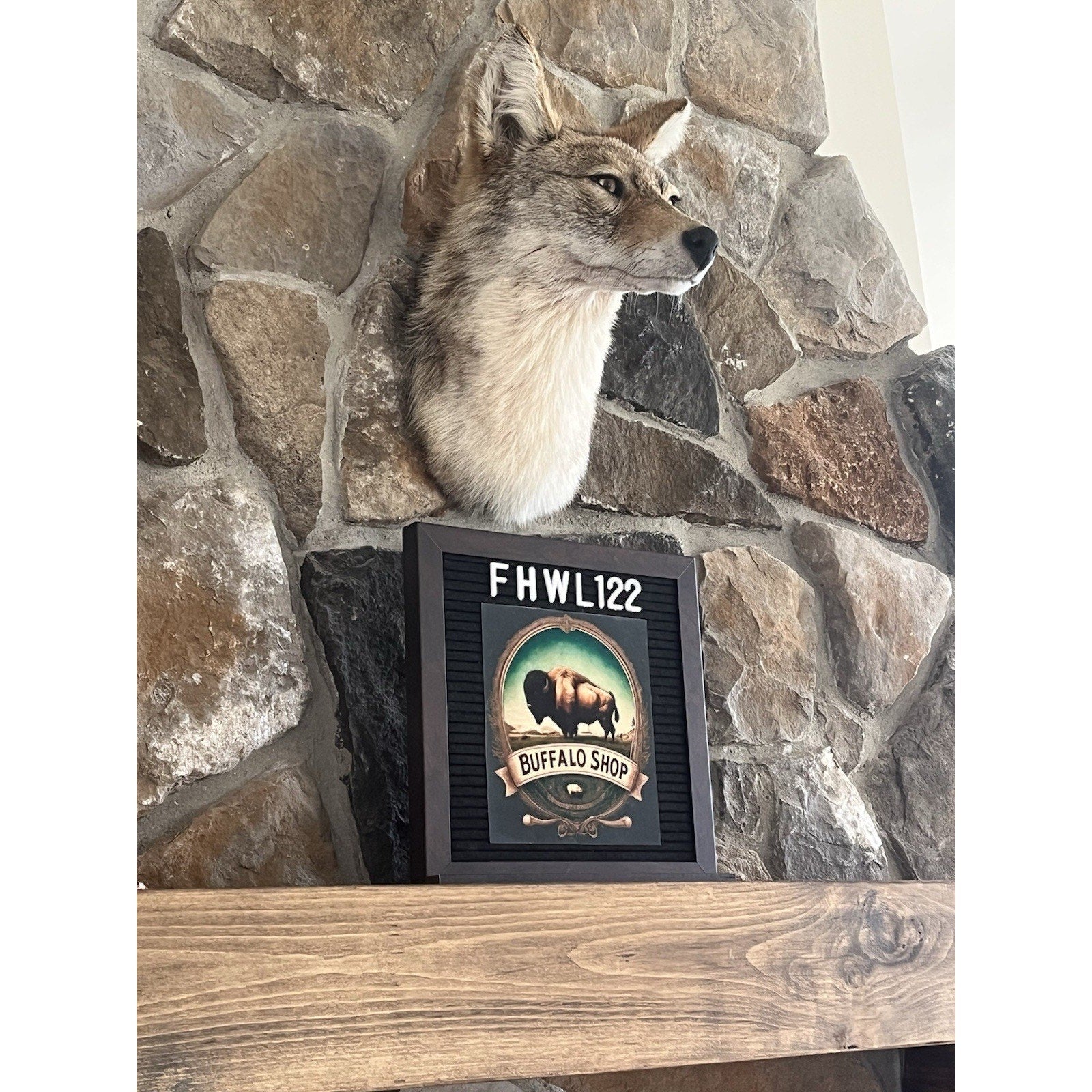 FHWL122 - Coyote Shoulder Museum Quality mount Taxidermy