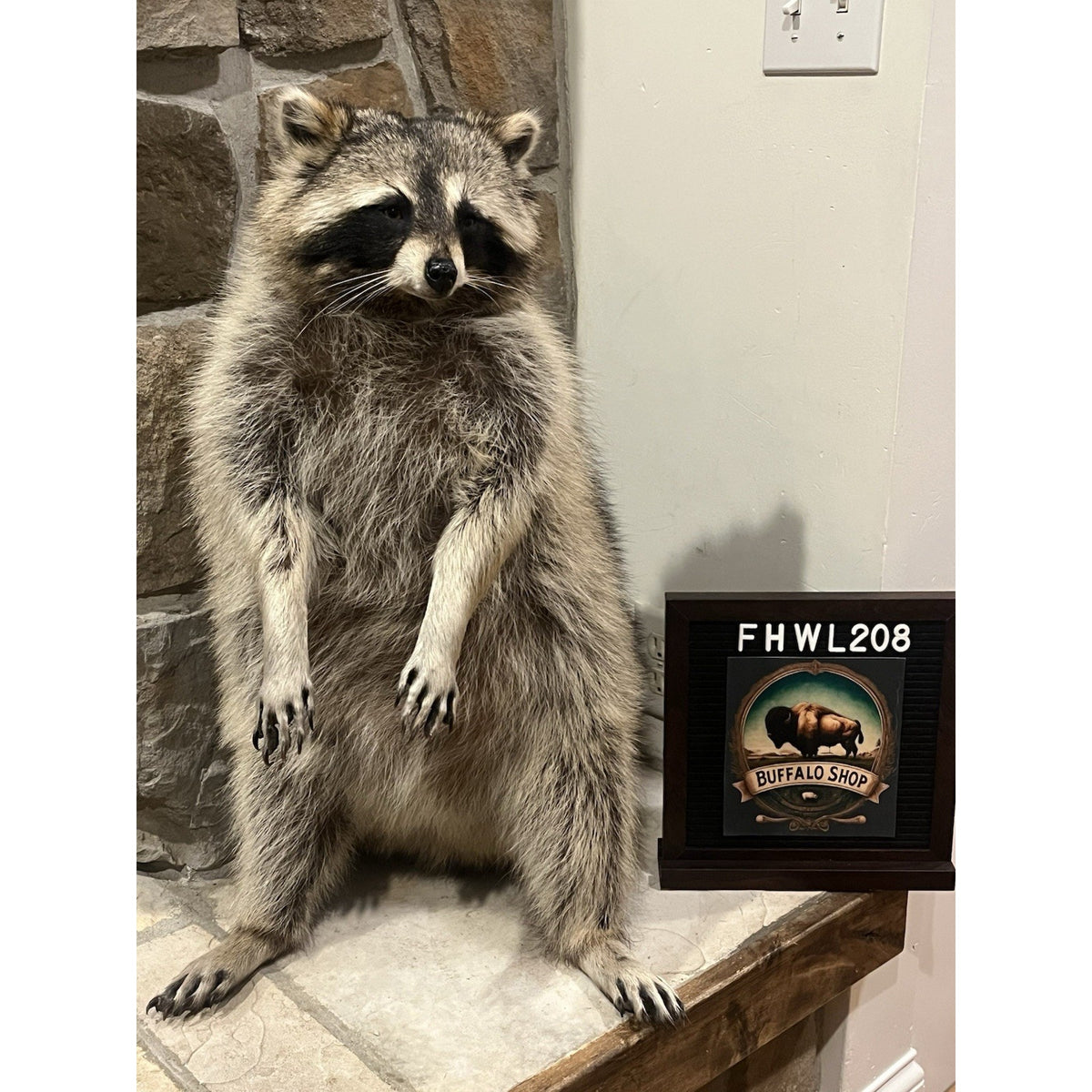 FHWL208 -premium Fat Raccoon Taxidermy Mount