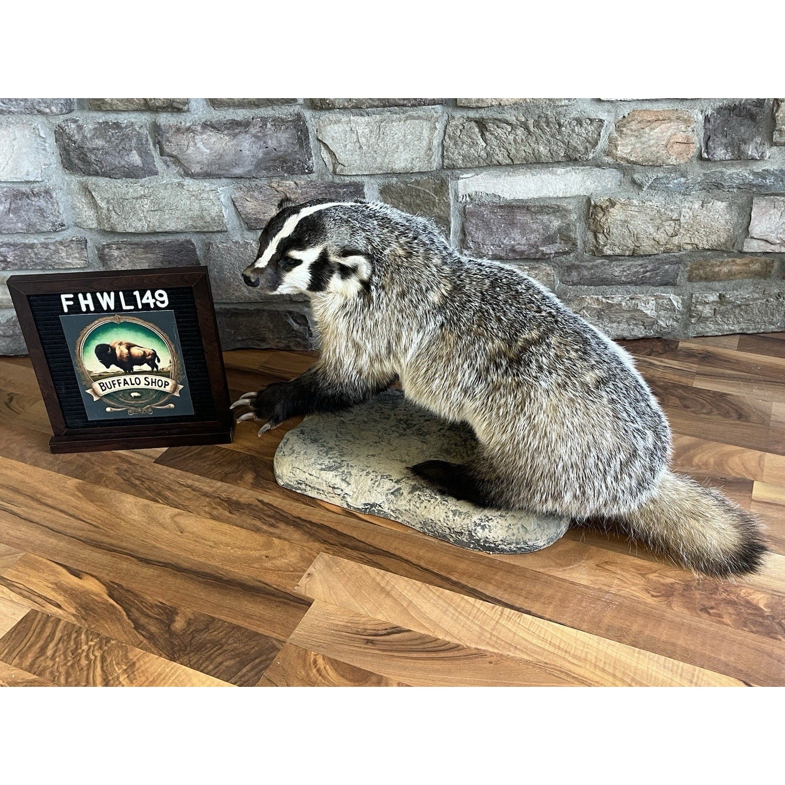 FHWL149- Fat Badger Taxidermy Mount