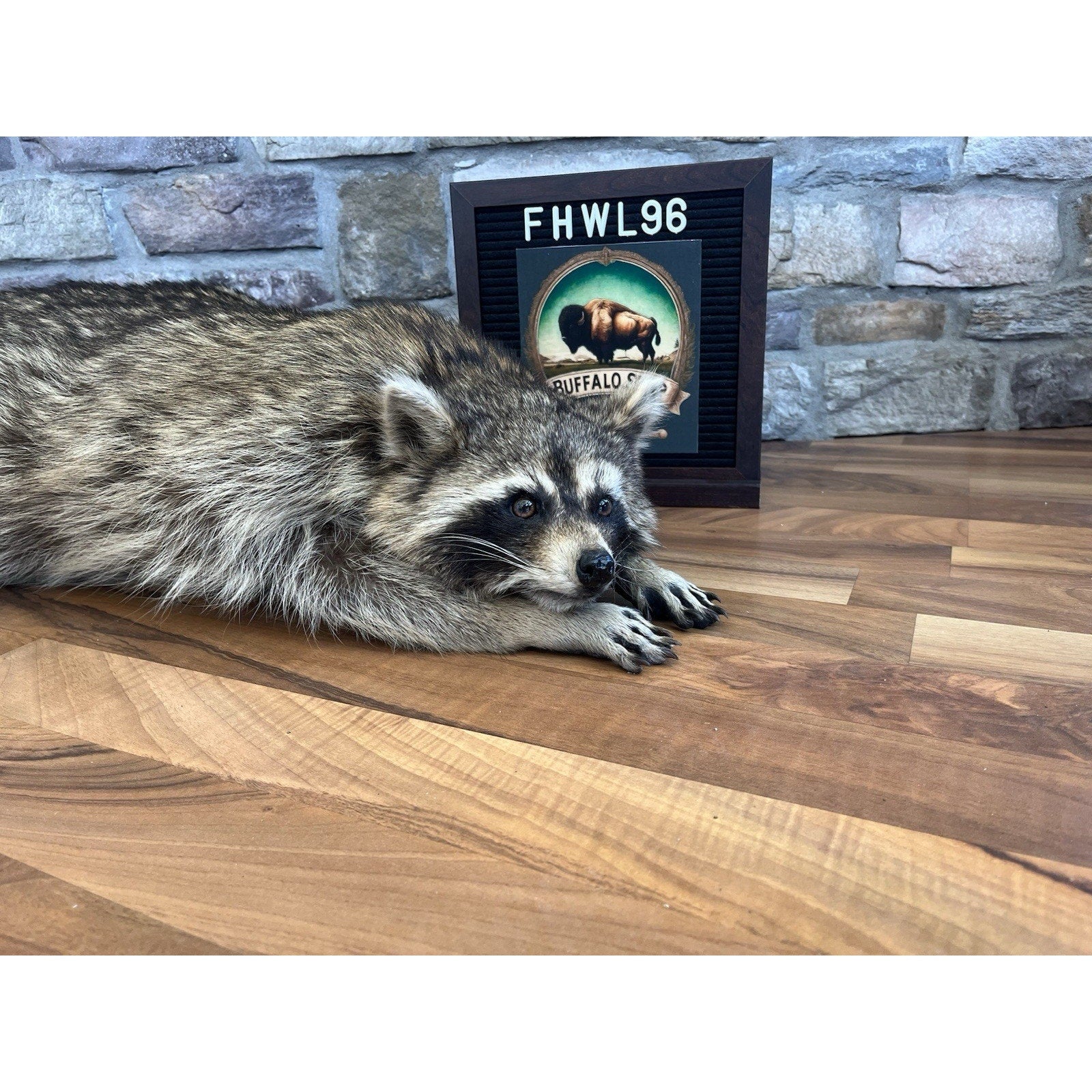 FHWL96 - Fat Raccoon Taxidermy Mount