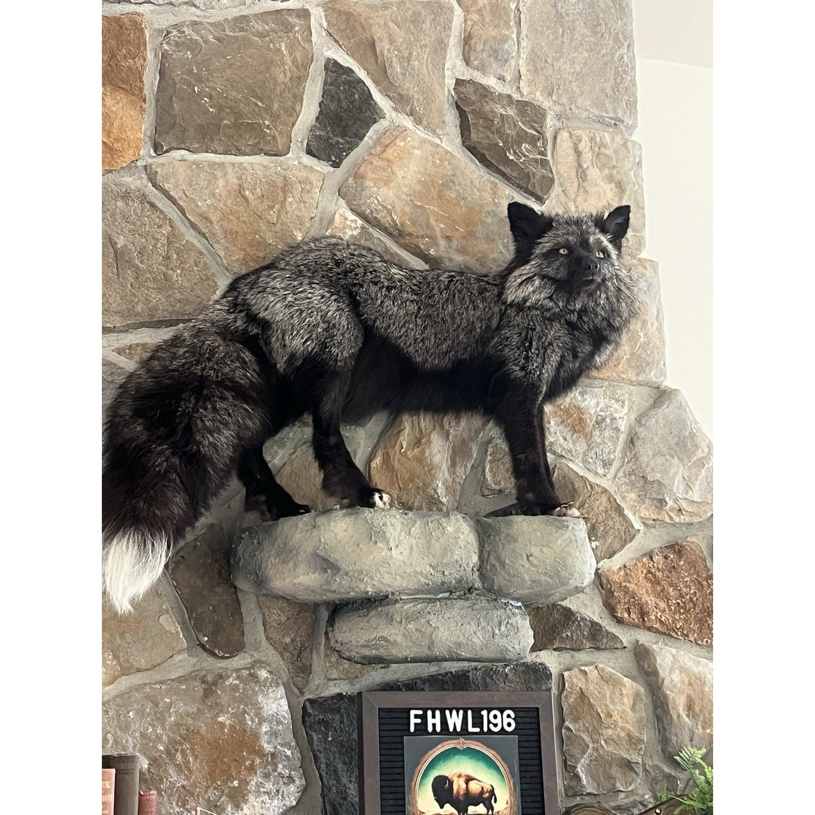 FHWL196- Museum Quality Ranch Fox Taxidermy mount