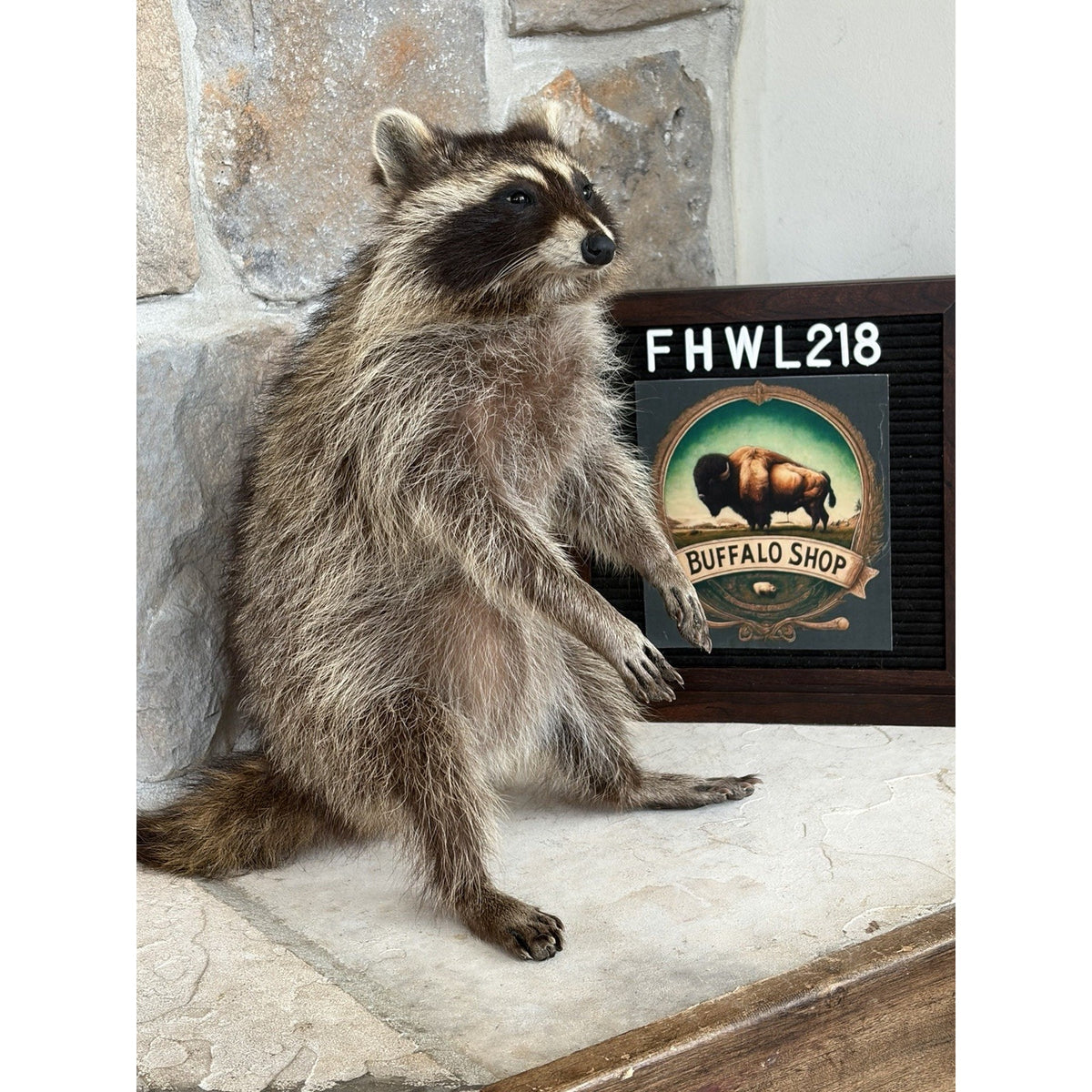 FHWL218 - baby Raccoon Taxidermy Mount