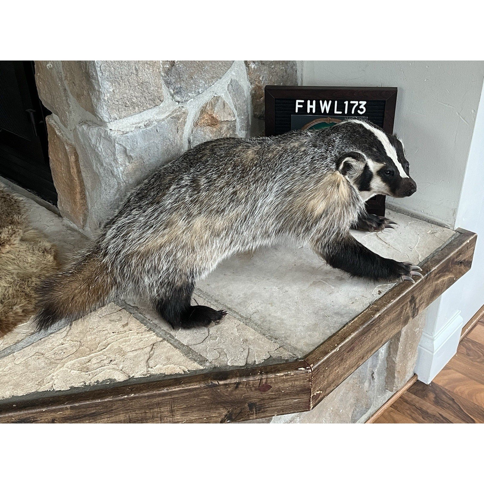 FHWL173- Fat Badger Taxidermy Mount