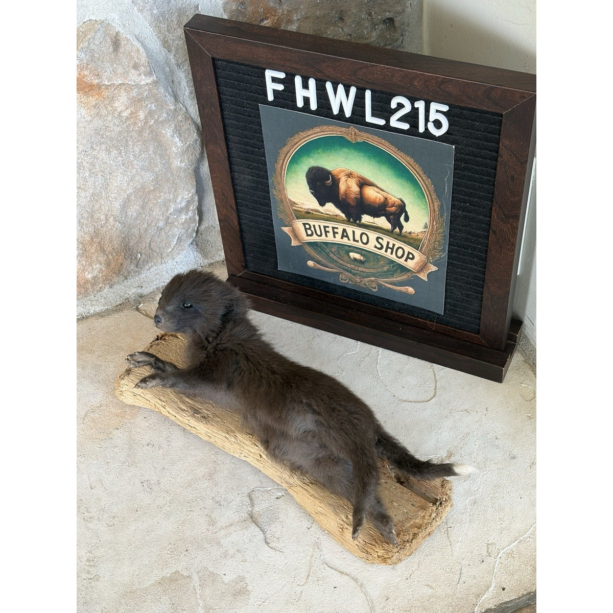 FHWL215 - Baby Fox Lifesize Taxidermy Mount Free Standing