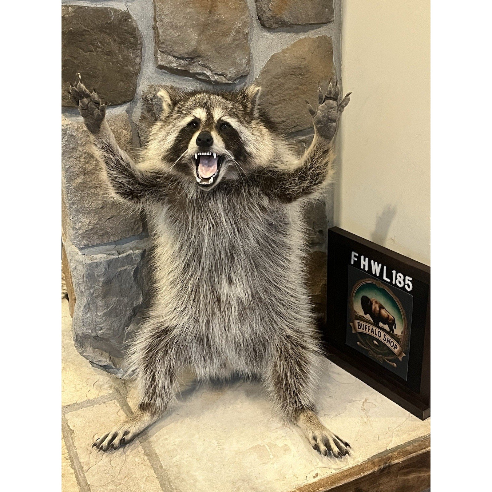 FHWL185 -premium Fat Raccoon Taxidermy Mount