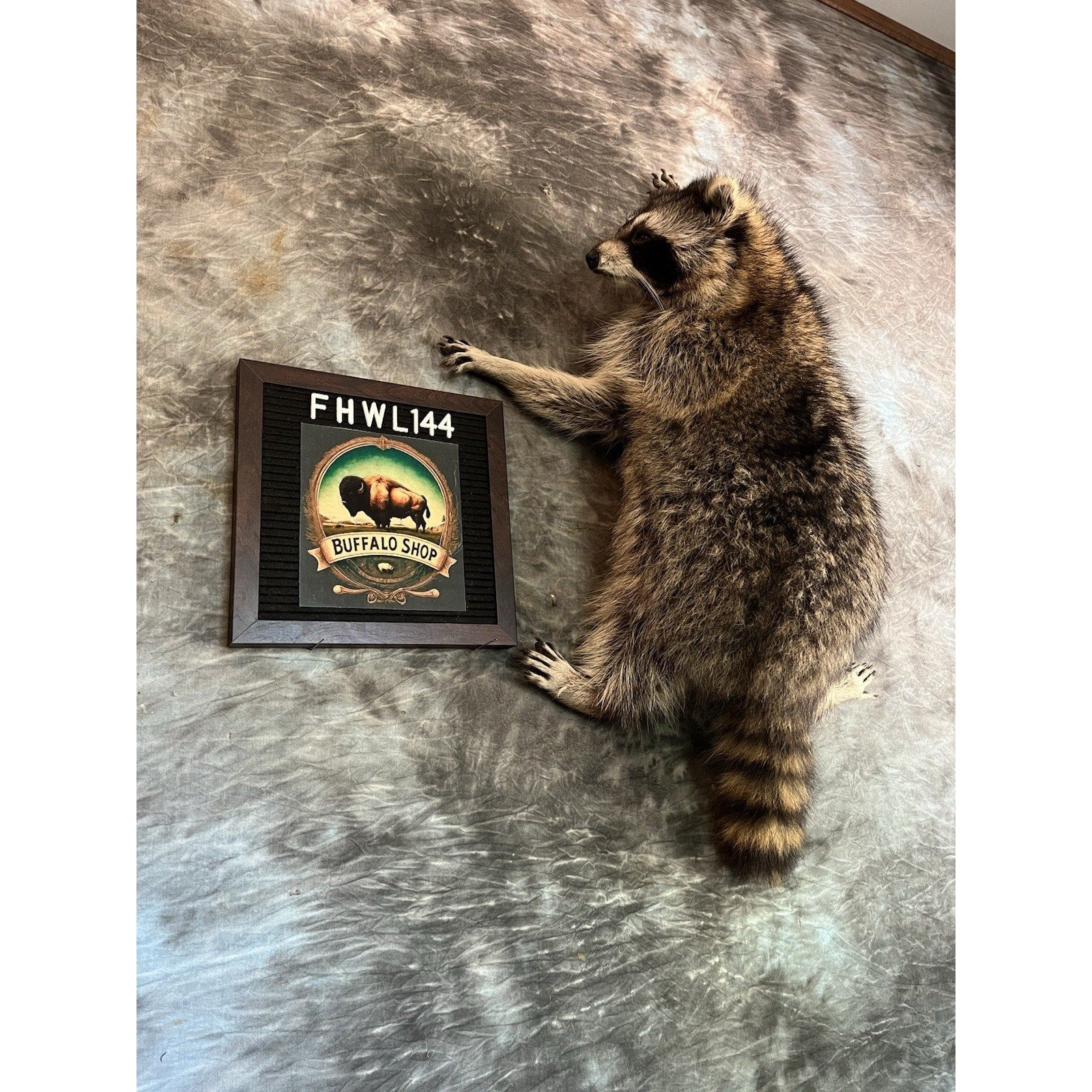 FHWL144- Fat Raccoon Taxidermy Mount