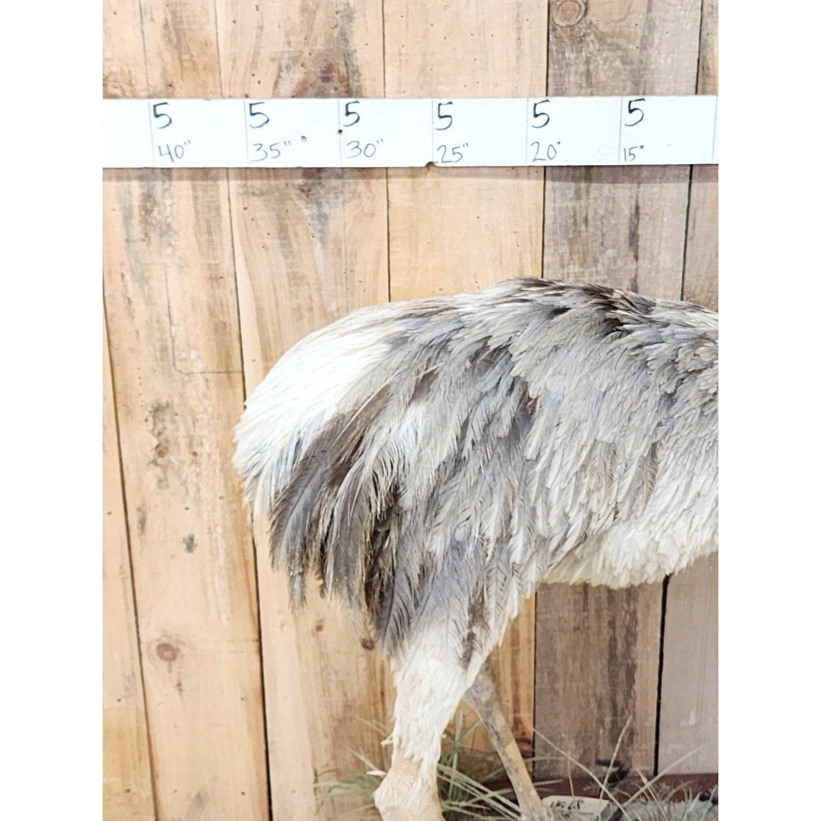 FHHFK1 - Rhea Full Body Bird Taxidermy Taxidermy Mount