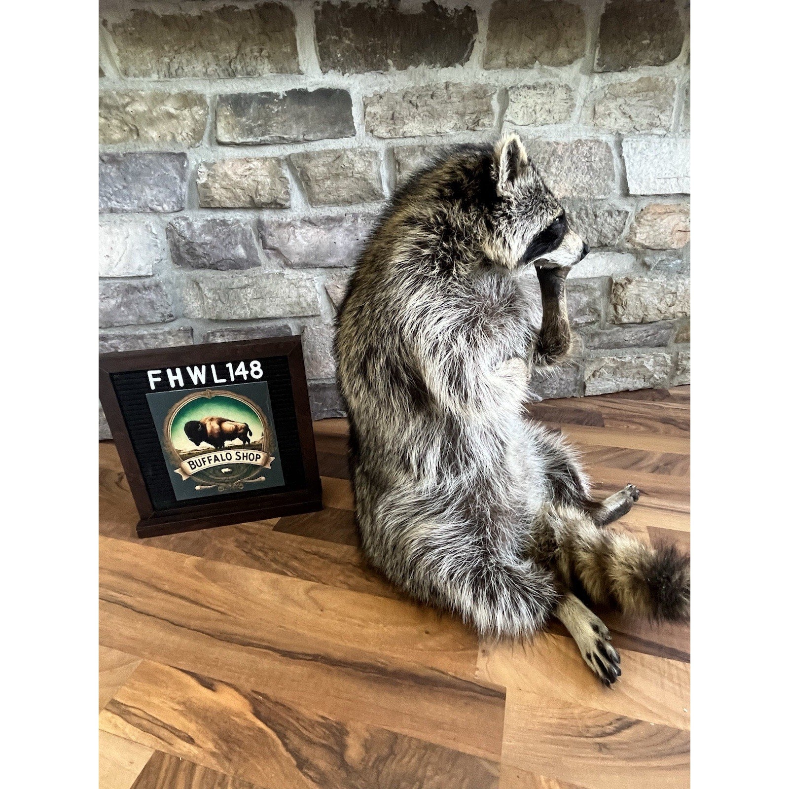FHWL148- Fat Raccoon Taxidermy Mount