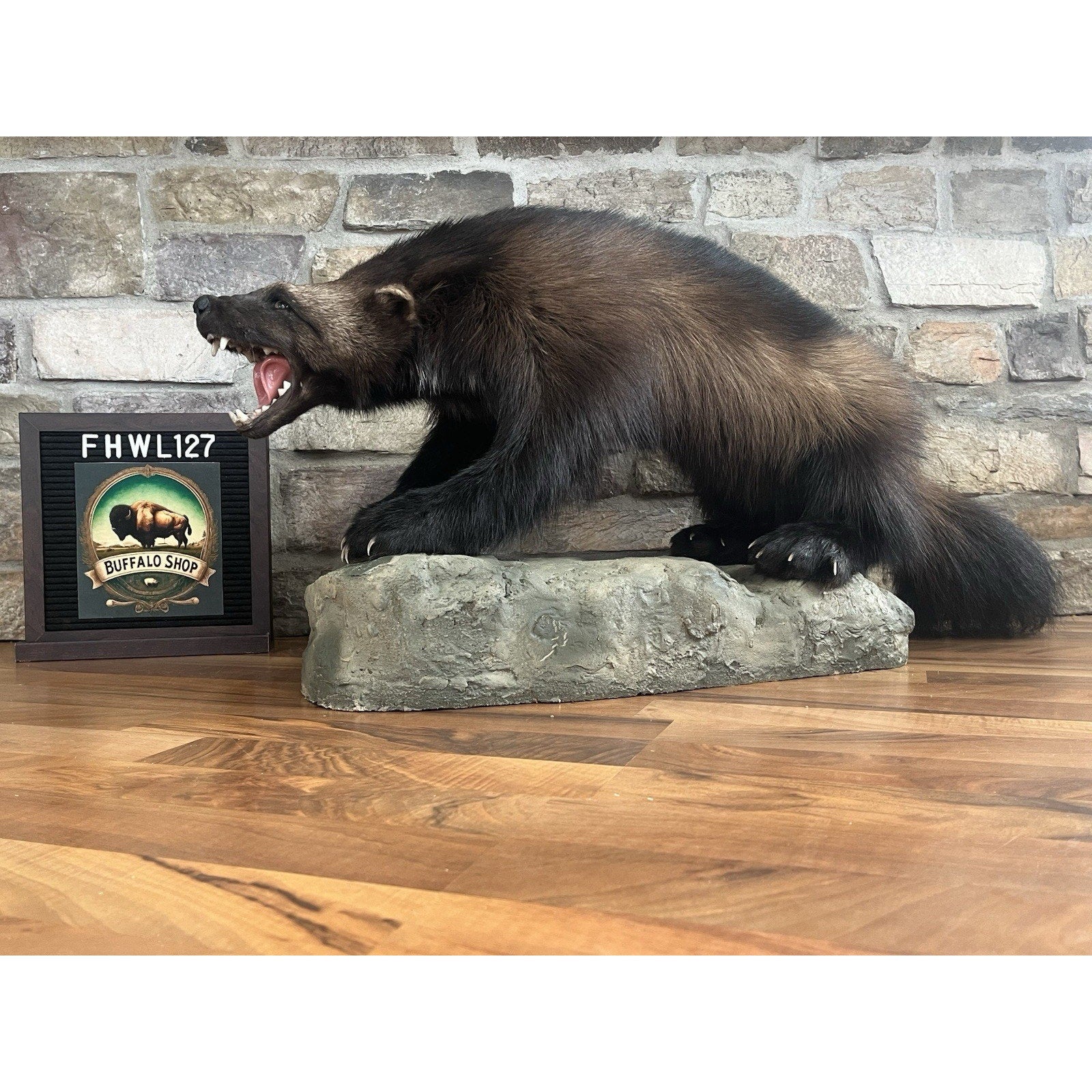 FHWL127 - Beautiful Aggressive Alaskan Wolverine Prime Fur Taxidermy Mount