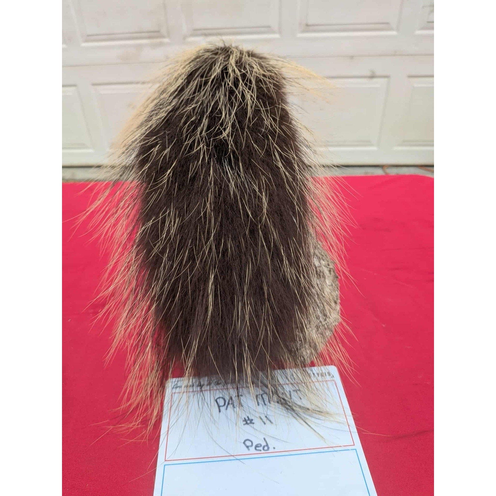 FHPORC11 - Beautiful Montana Prime Winter Porcupine Shoulder Taxidermy Mount