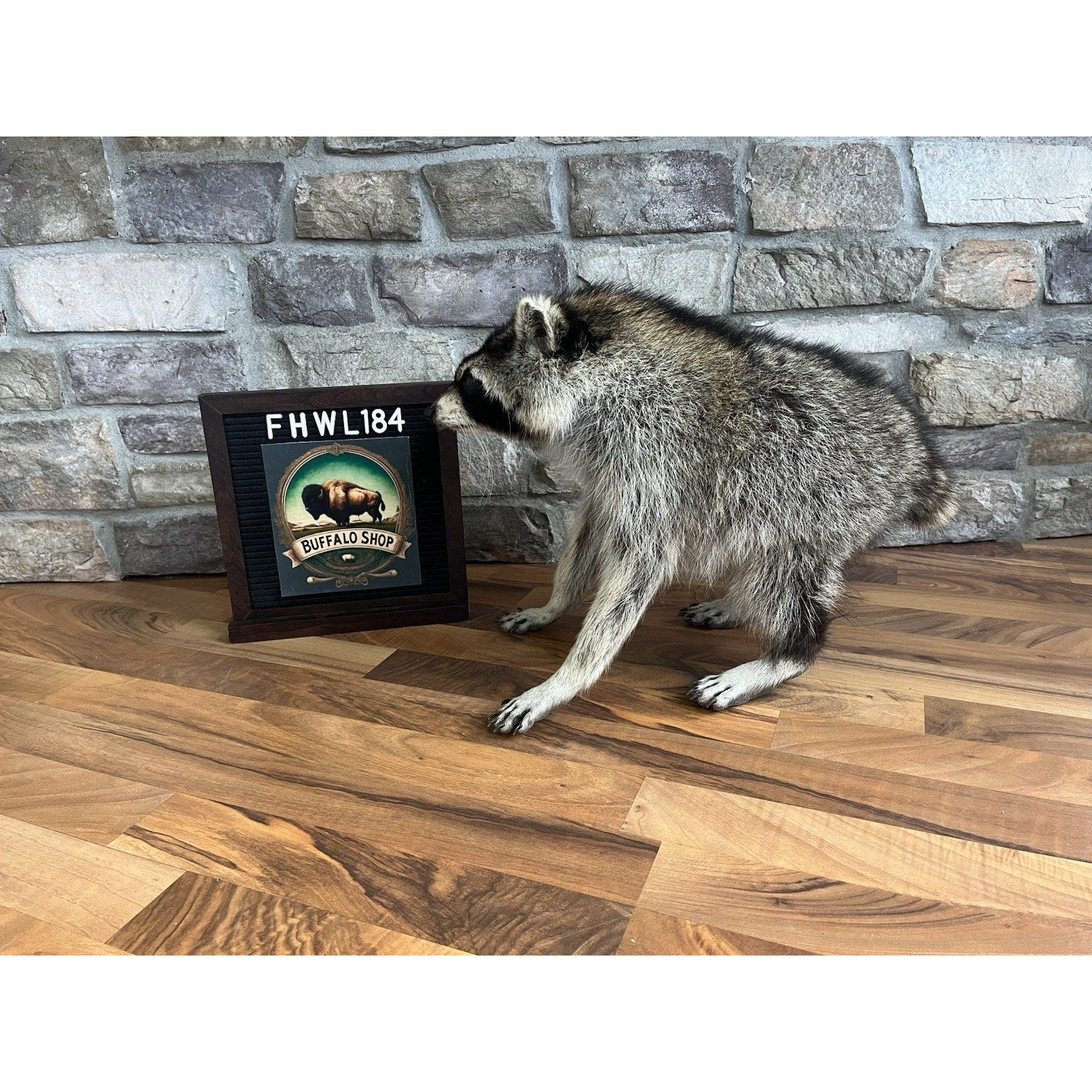 FHWL184-Jimothy Fat Raccoon Taxidermy Mount
