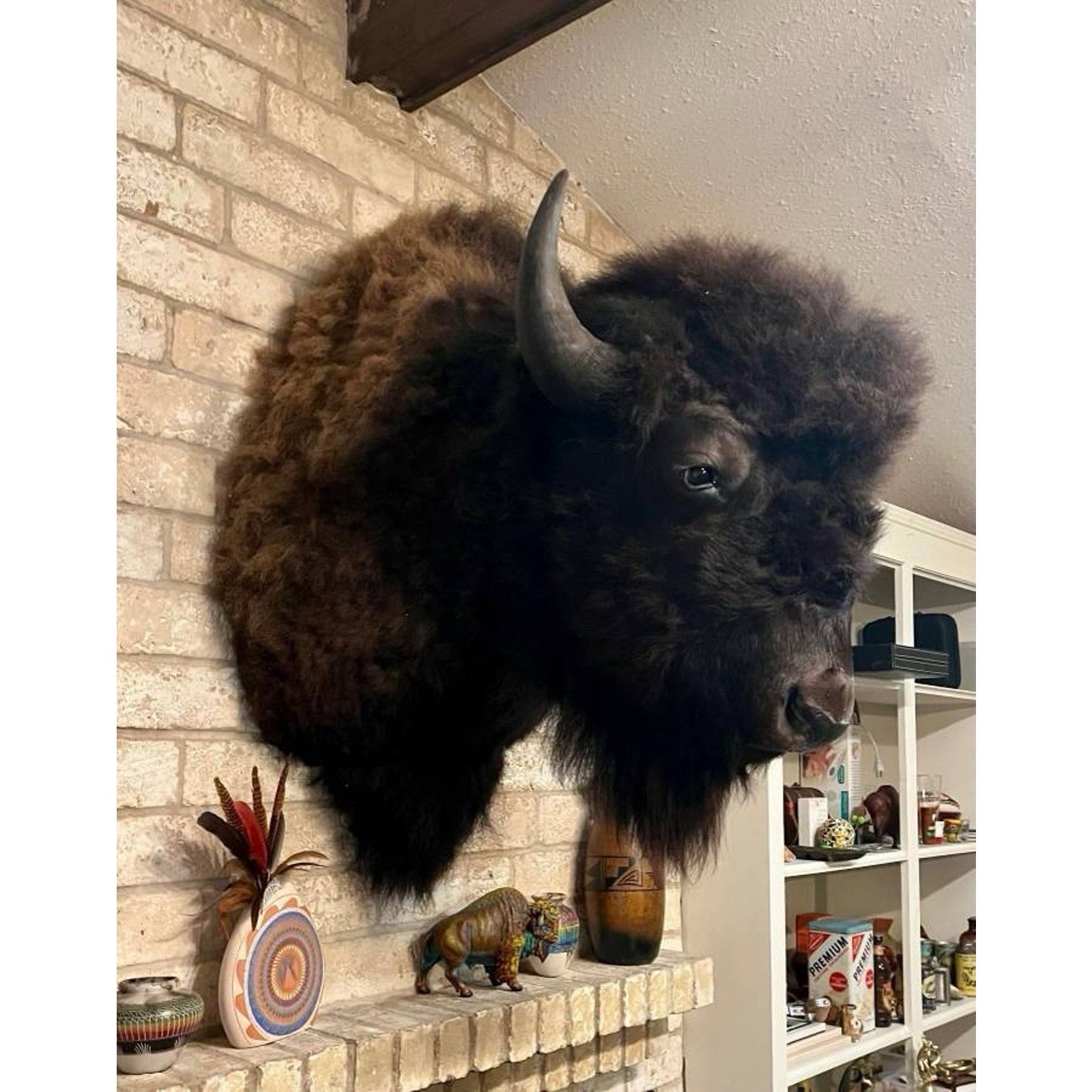 FHBISHOP1 - Gorgeous Mounted Buffalo / Bison Taxidermy Head Shoulder Mount