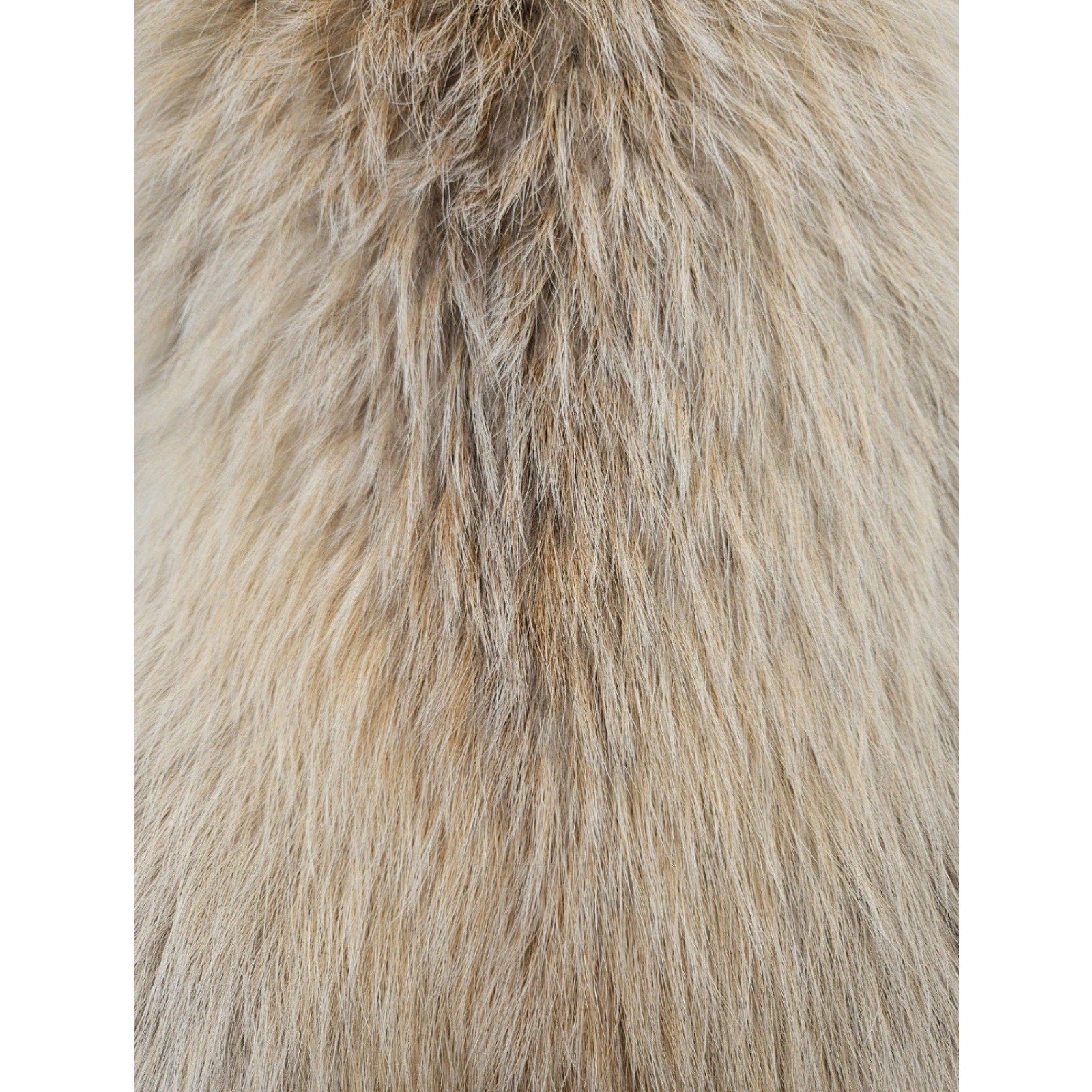 FHEB102125 - Arctic Tanuki Pelt wallhanger taxidermy