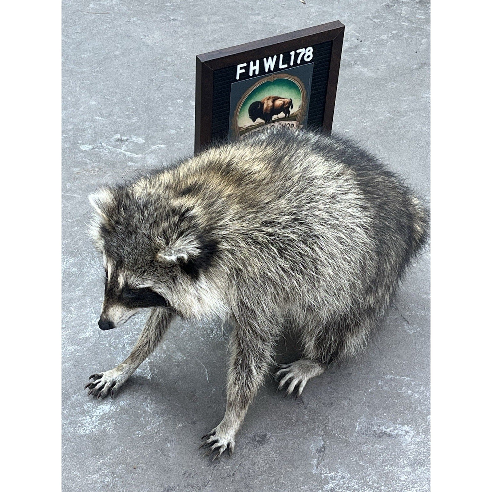 FHWL178 -Jimothy Fat Raccoon Taxidermy Mount