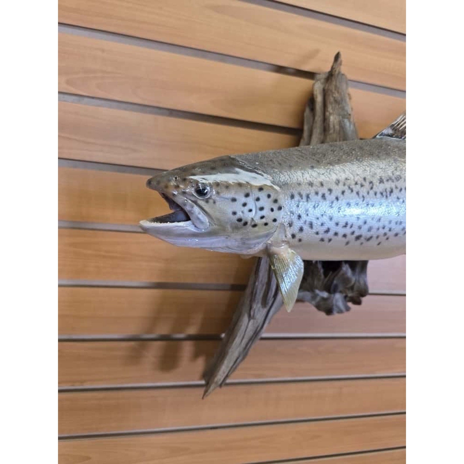 JTV216 - Real Skin Trout Fish Taxidermy Mount 21”