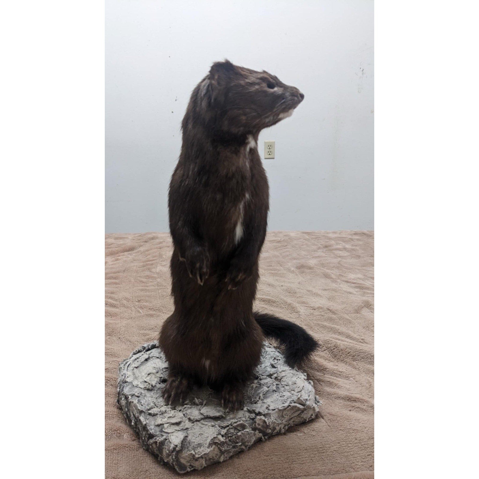 Full Mink Real Taxidermy Mount