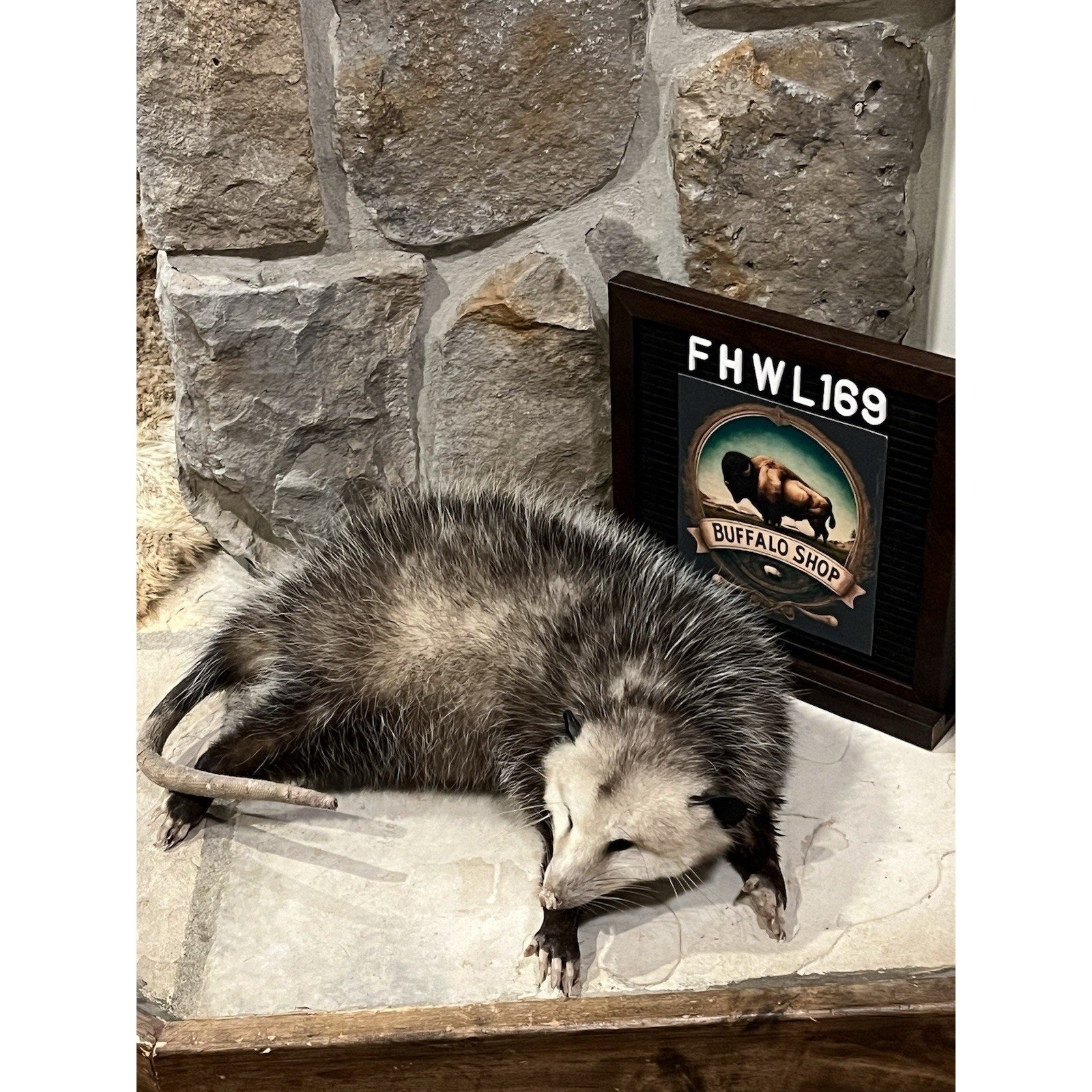 FHWL169 - Fat Opossum Taxidermy Full Body Mount