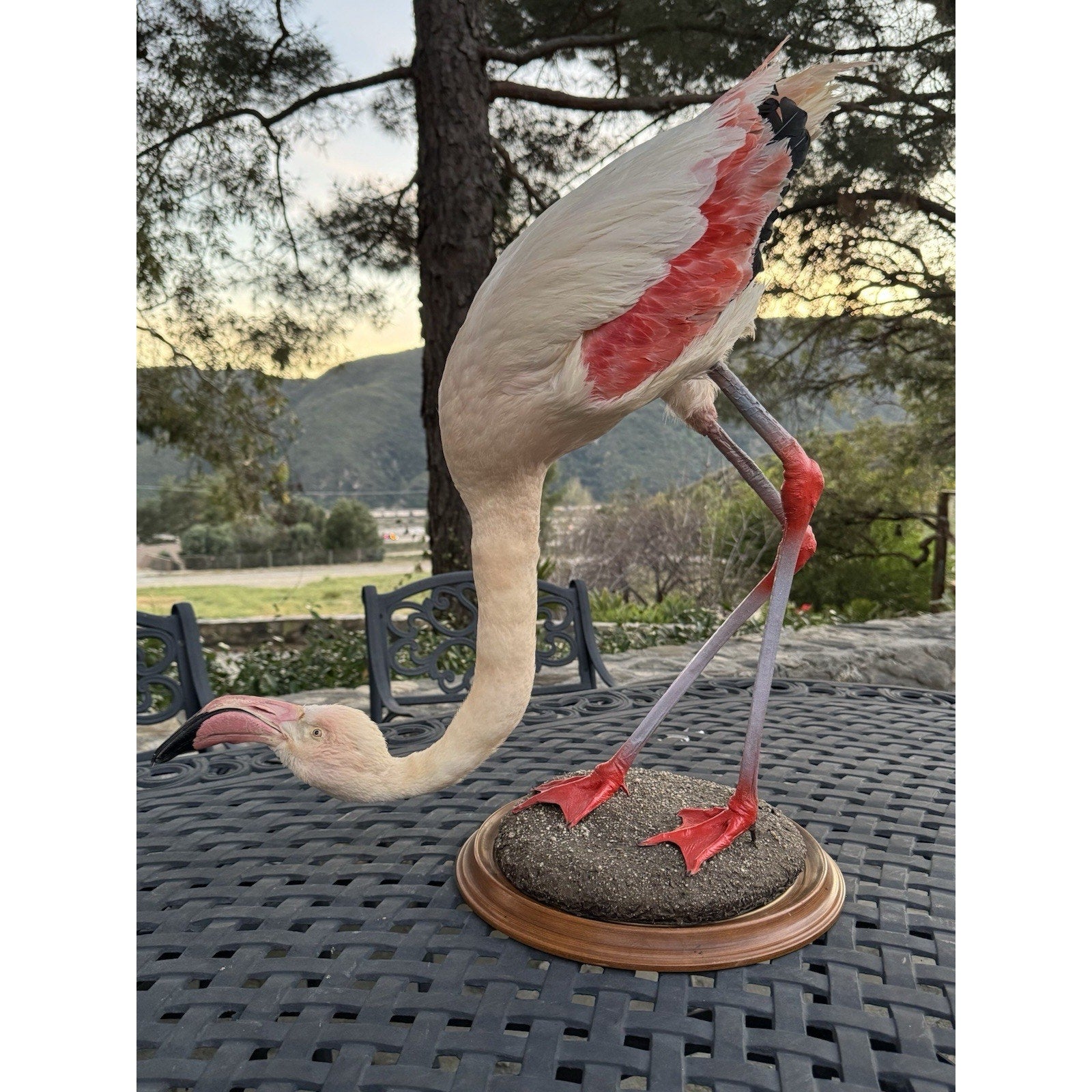 FHDARI2 - Chilean Flamingo Museum quality Taxidermy mount bird