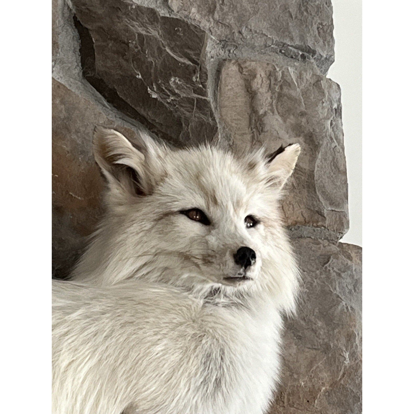 FHWL49- White Cross Fox Taxidermy mount