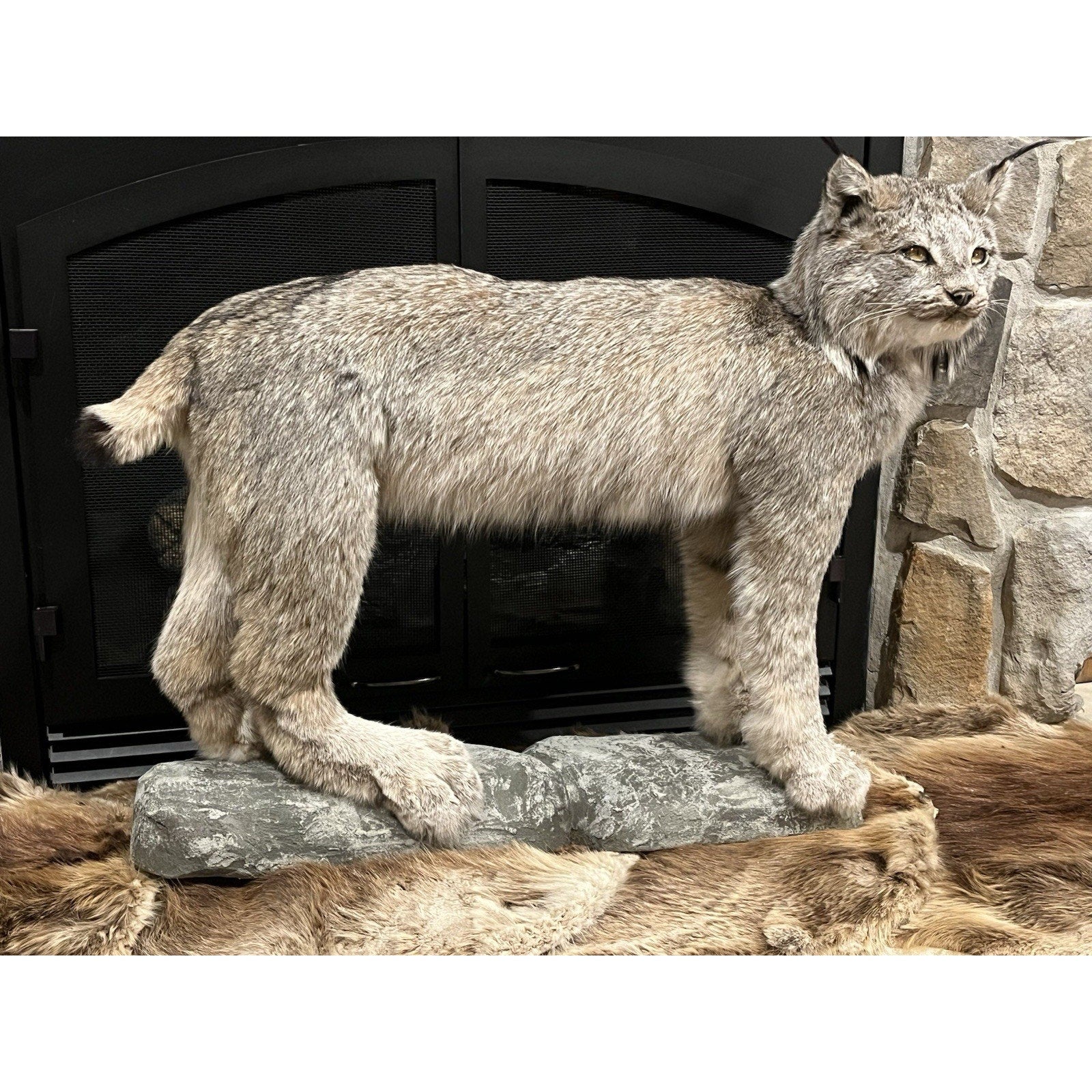 FHWL24 - Alaskan Lynx Taxidermy Full Body Mount Prime Fur